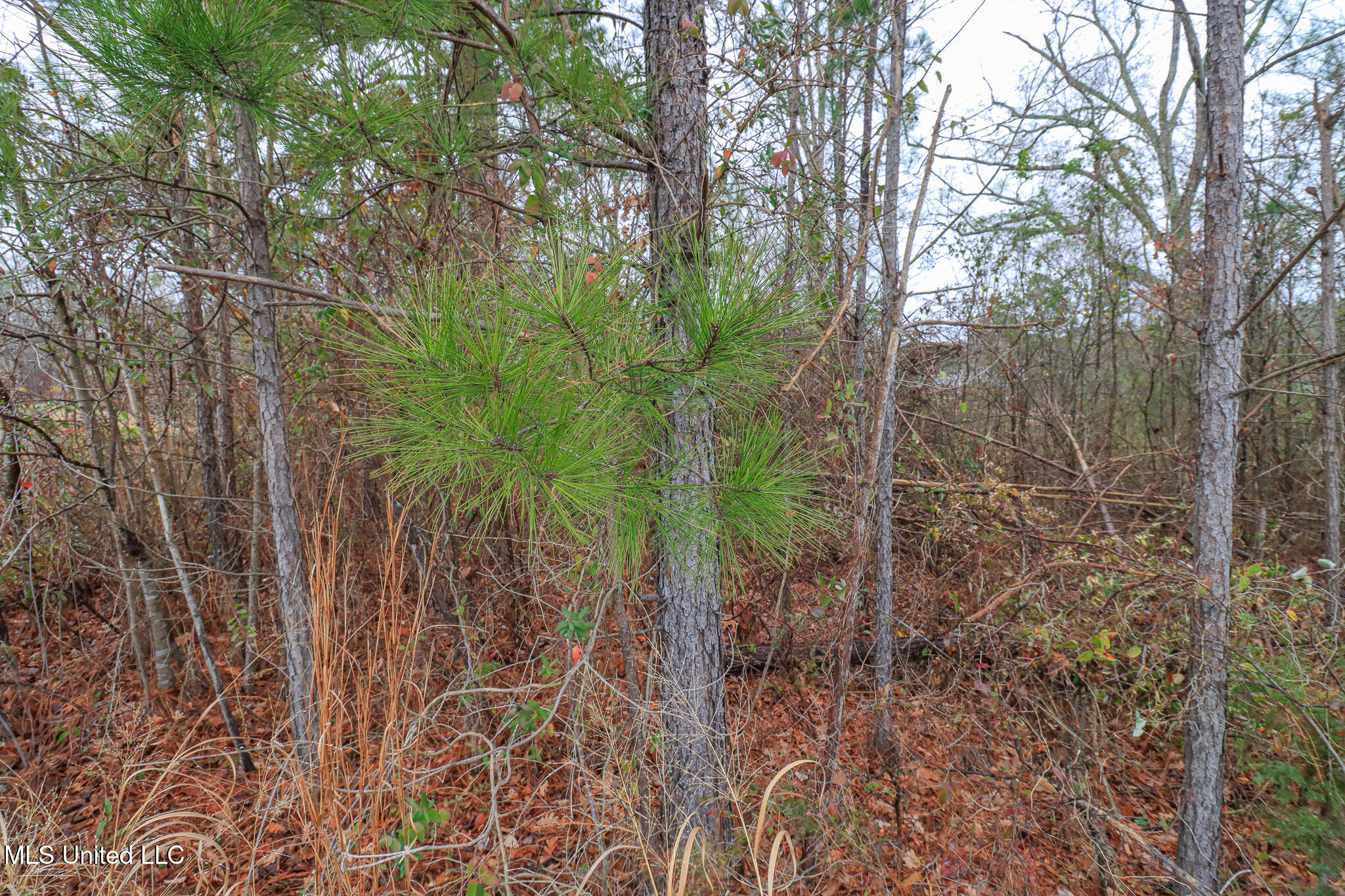 Tbd Old Brandon Road Property Photo 18