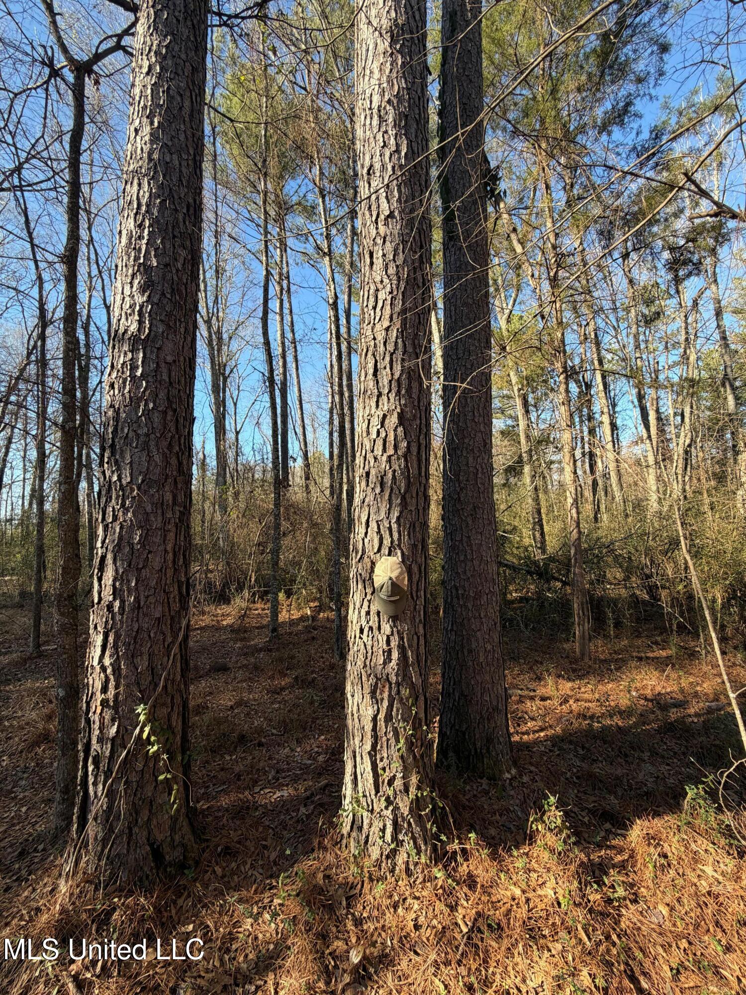 Off Of Saint Augustine Drive Property Photo 14