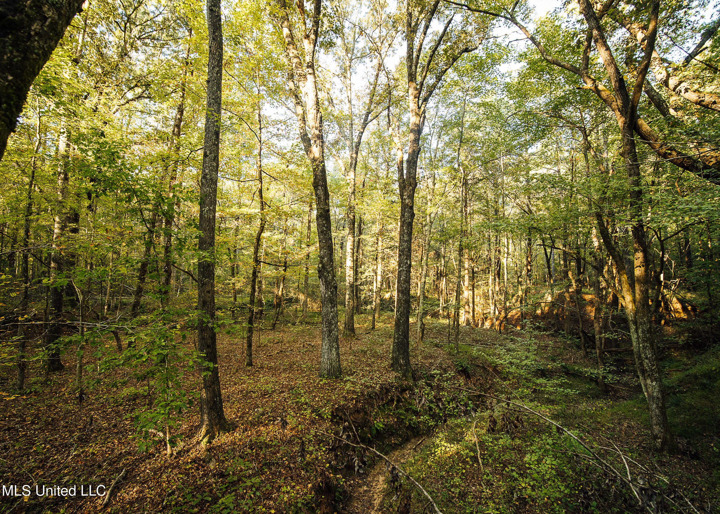 Mississippi 4 Property Photo 21