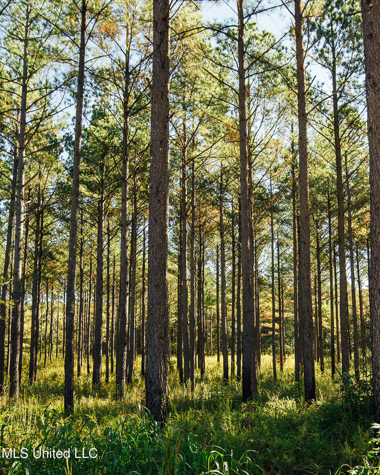 Mississippi 4 Property Photo 33
