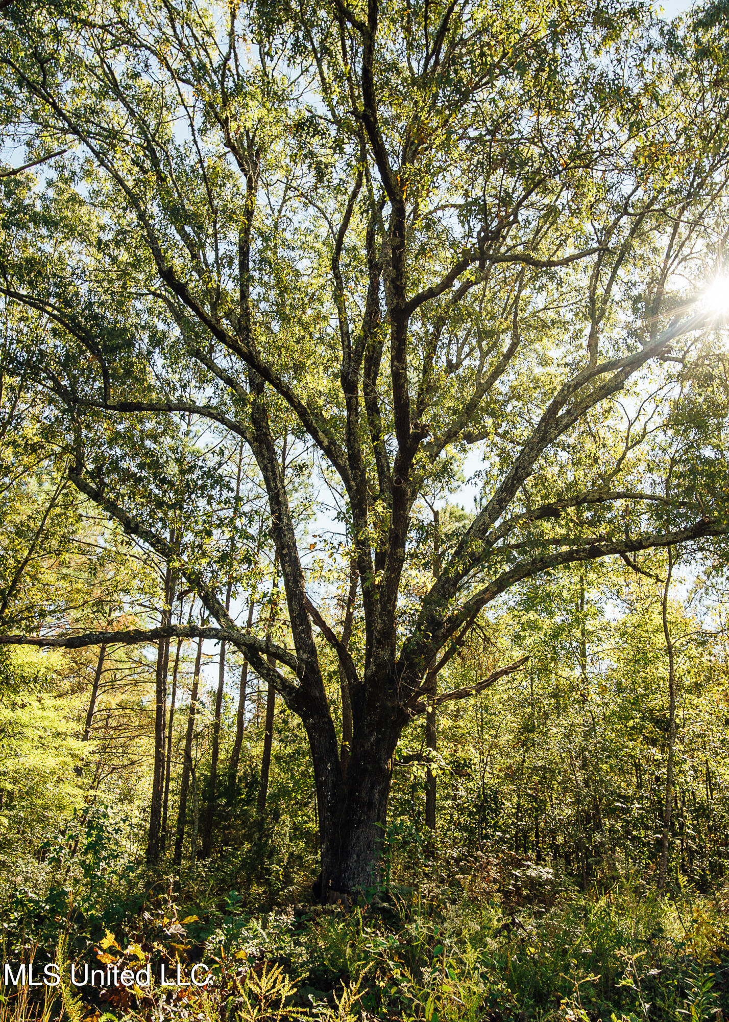 Mississippi 4 Property Photo 36