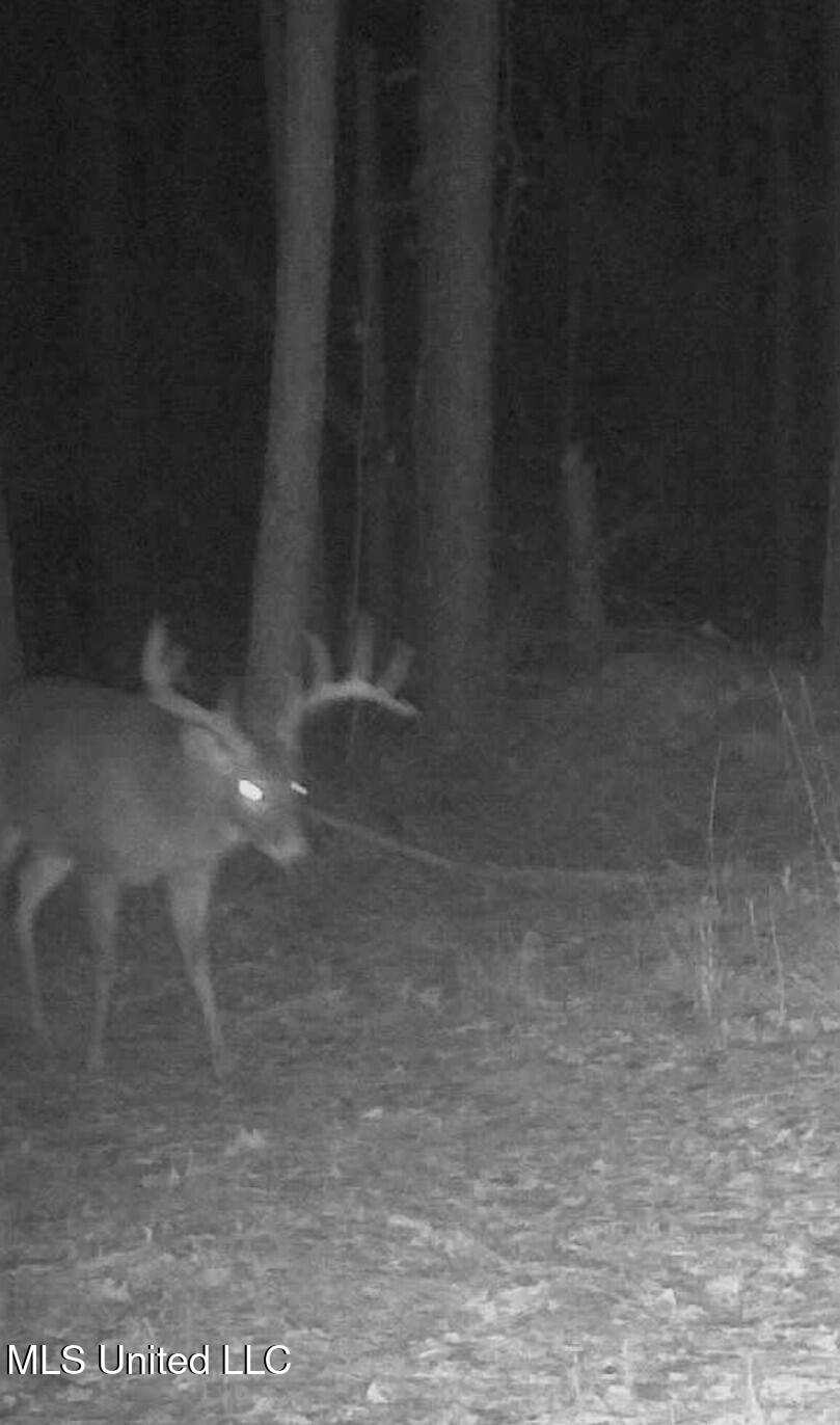 Mississippi 4 Property Photo 55