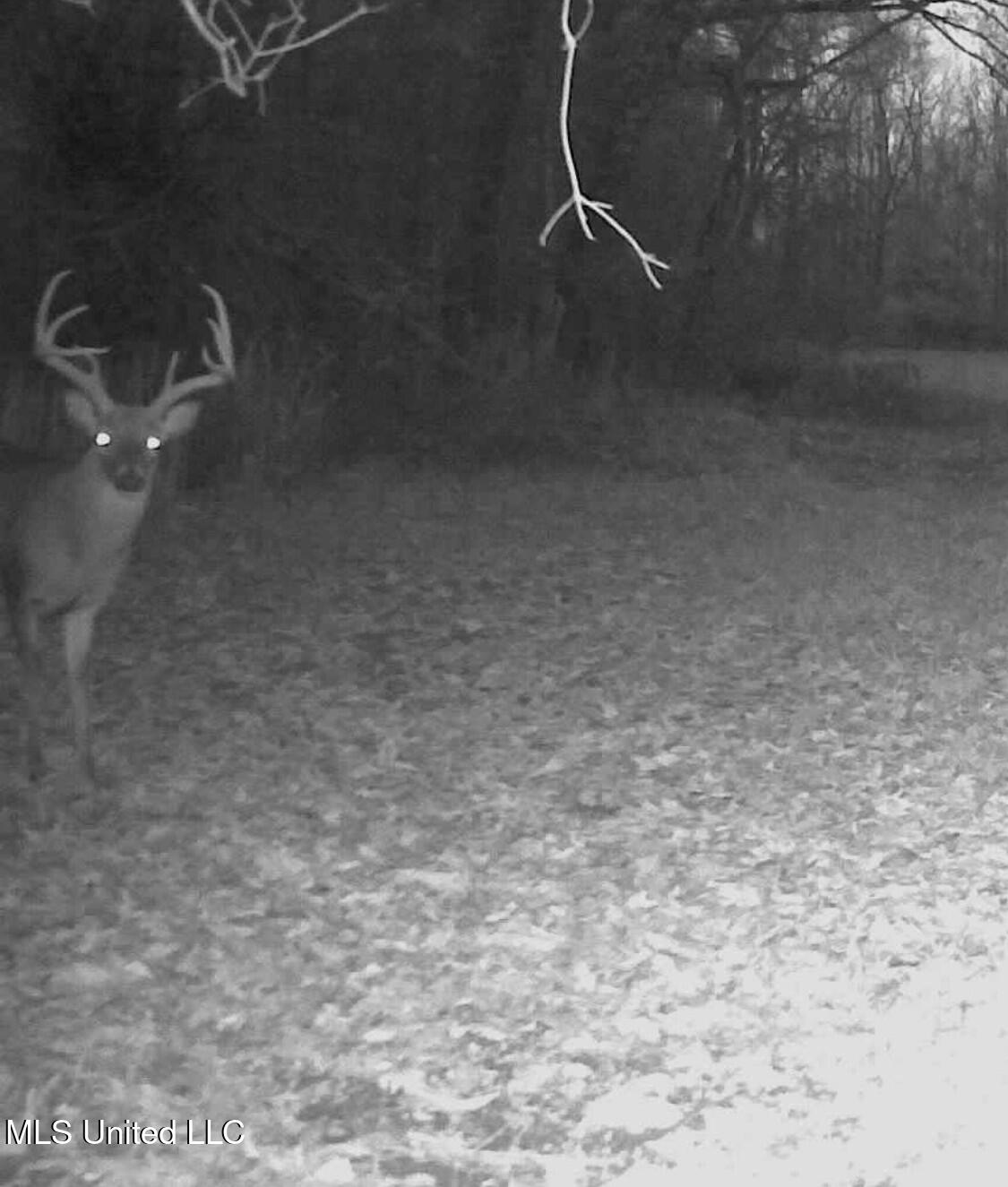 Mississippi 4 Property Photo 56