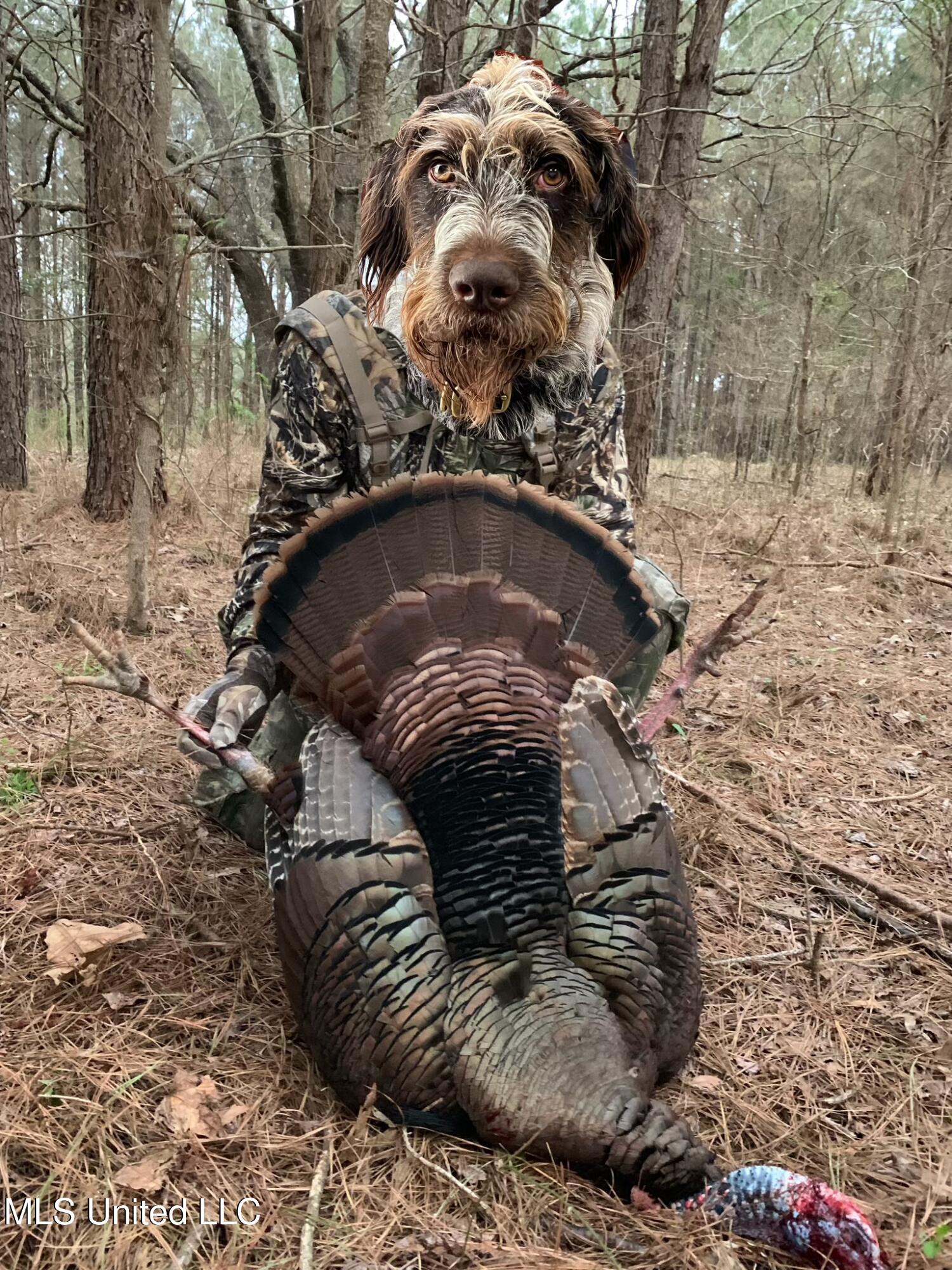 Mississippi 4 Property Photo 69
