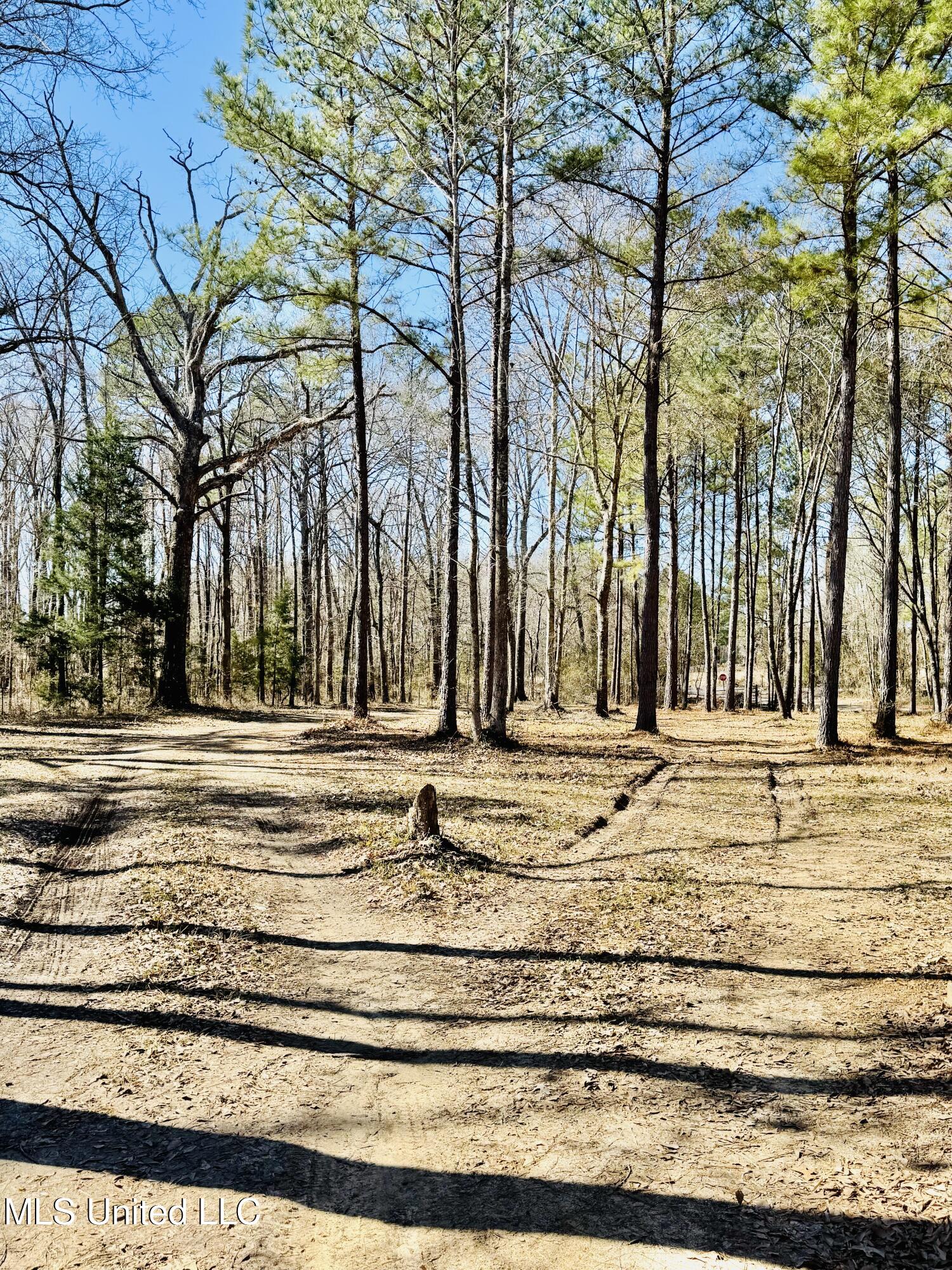 104 Mamie Mangum Road Property Photo 6
