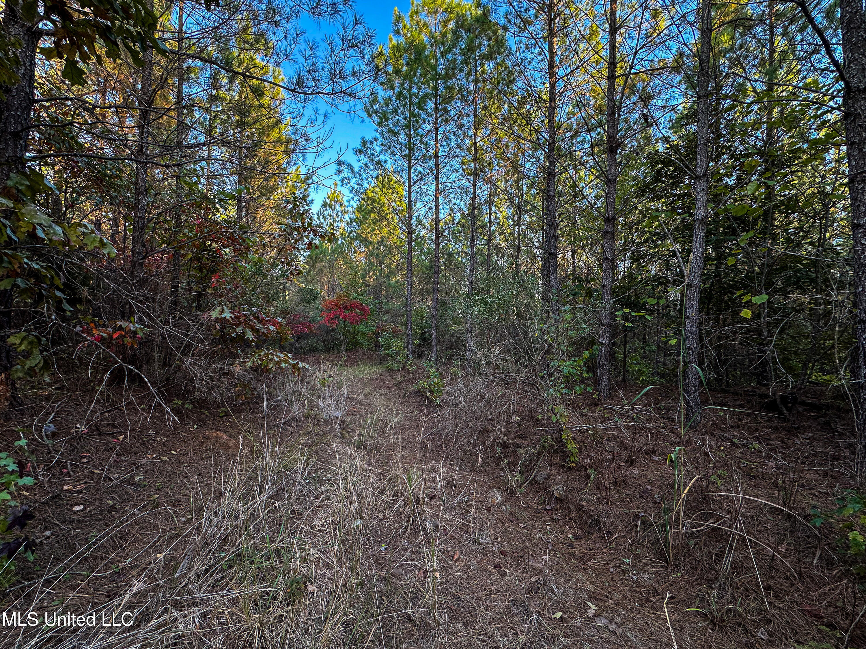 01 County Road 107 Property Photo 34