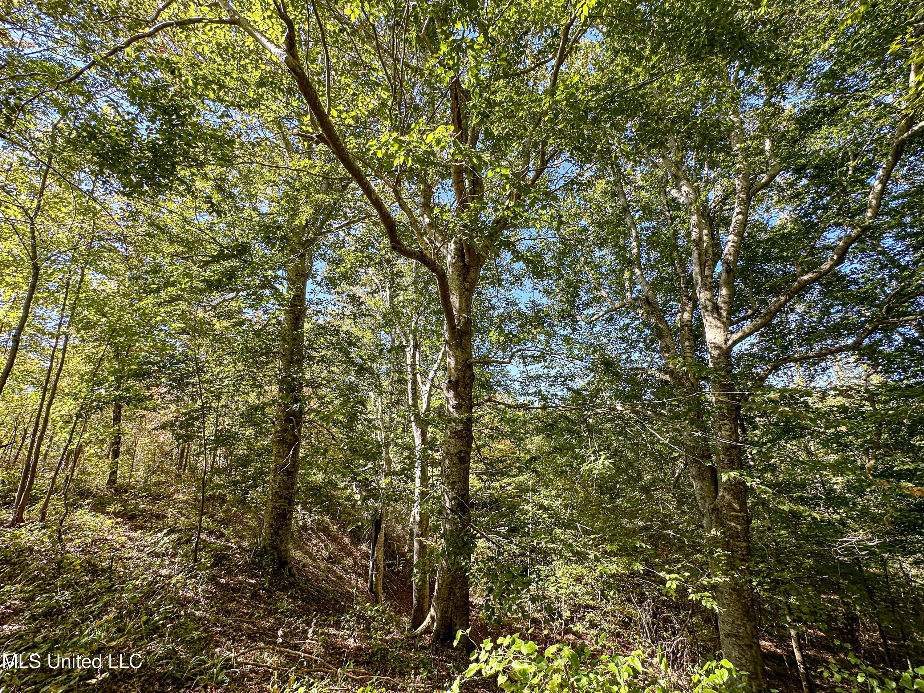 01 Mississippi 331 Property Photo 50