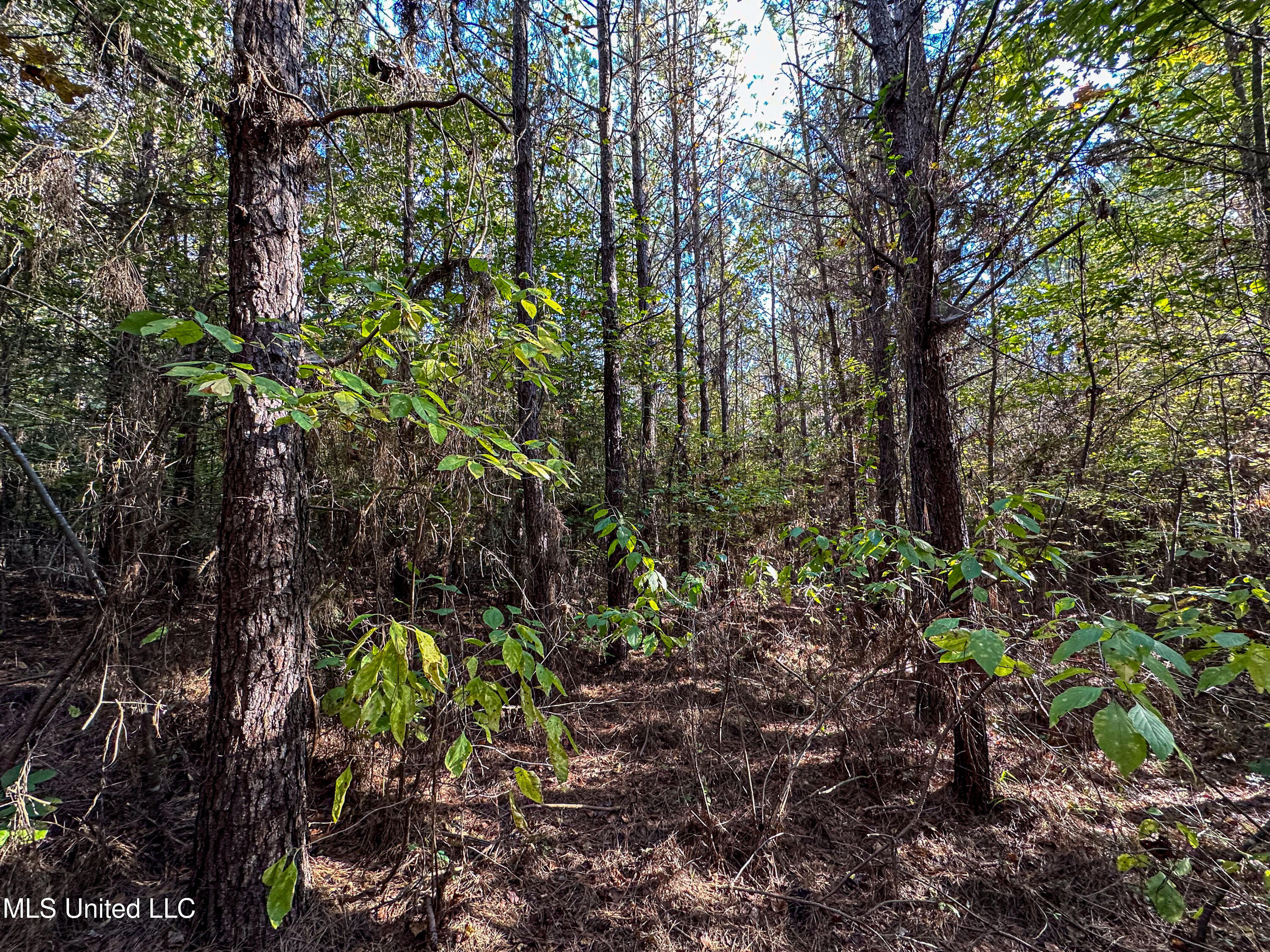 01 Mississippi 331 Property Photo 79