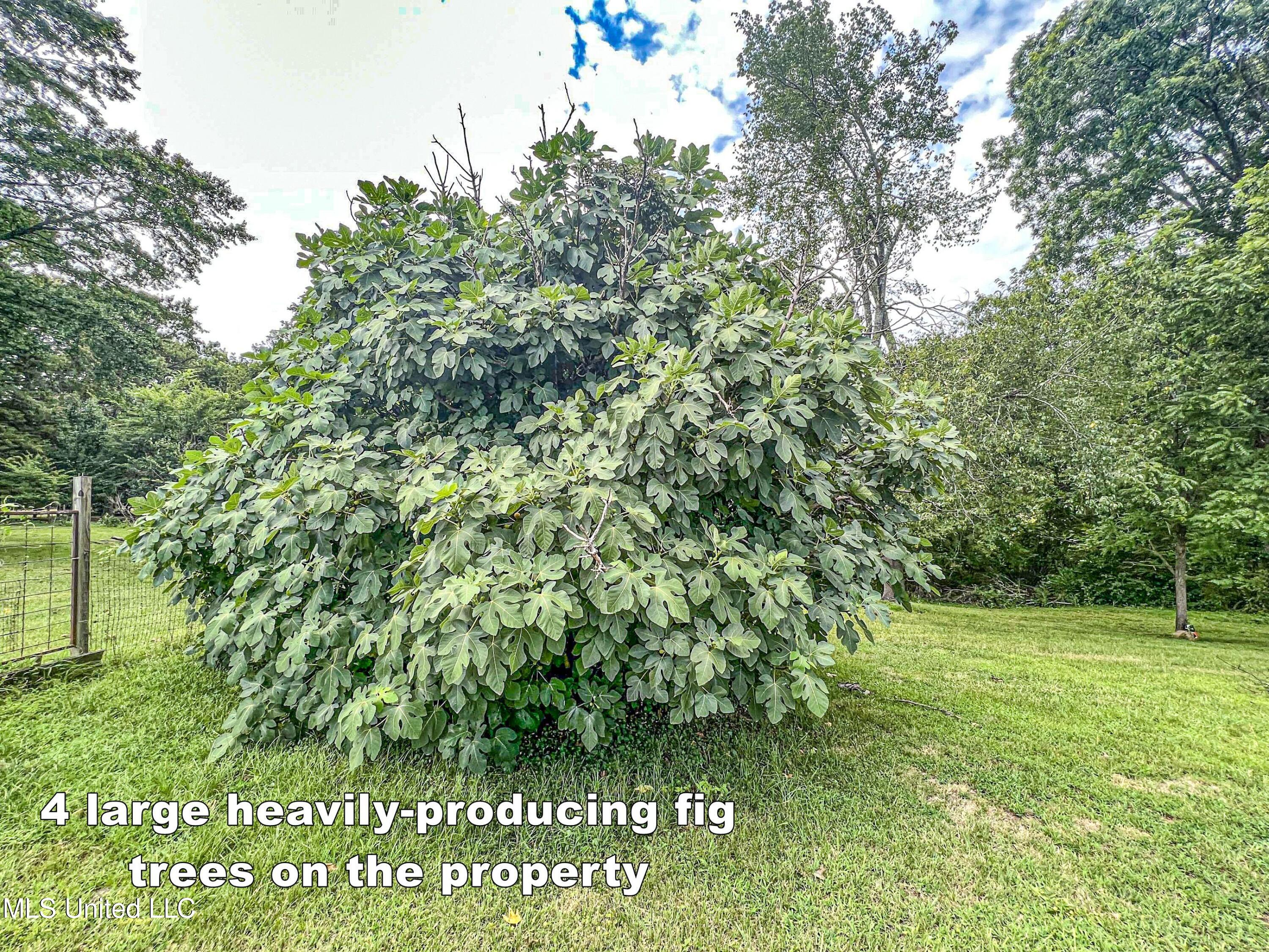 14912 Ms 35 Property Photo 28