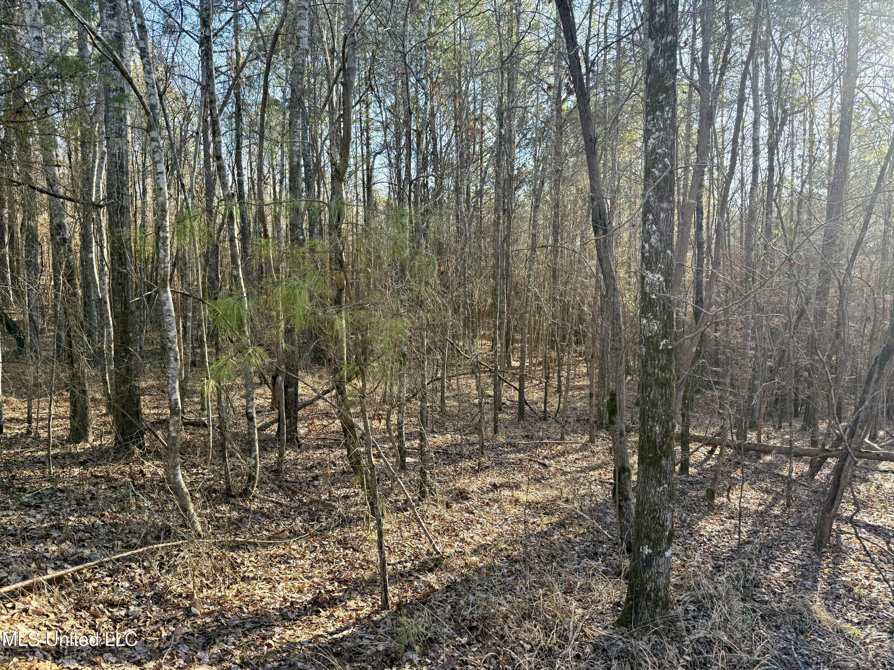 Triplett Ingram Road Property Photo 6