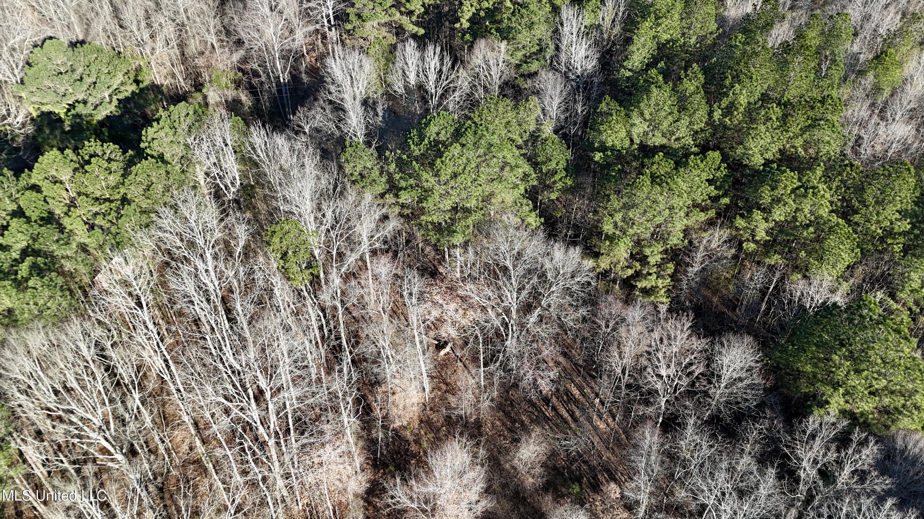 Triplett Ingram Road Property Photo 10
