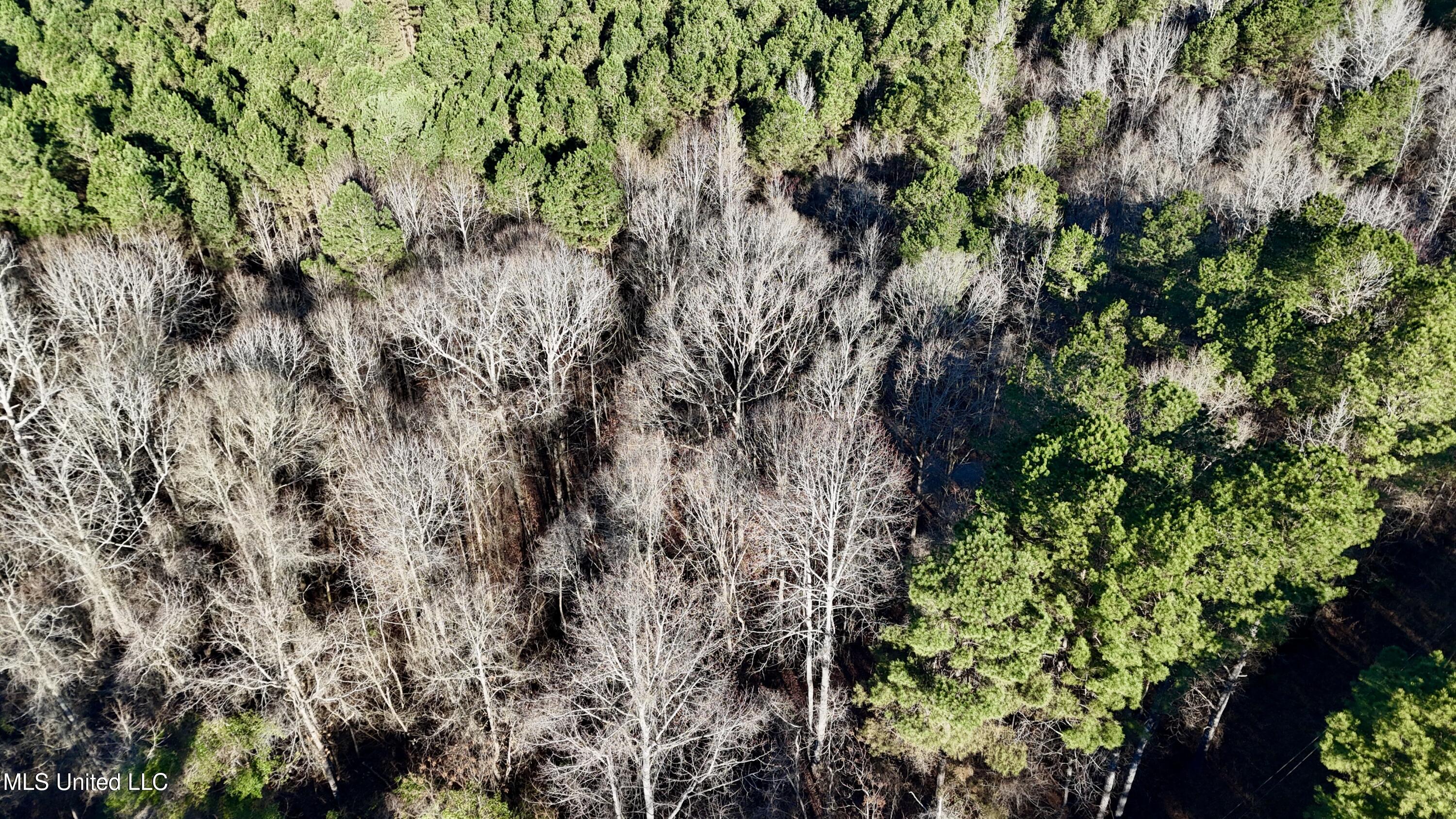 Triplett Ingram Road Property Photo 11
