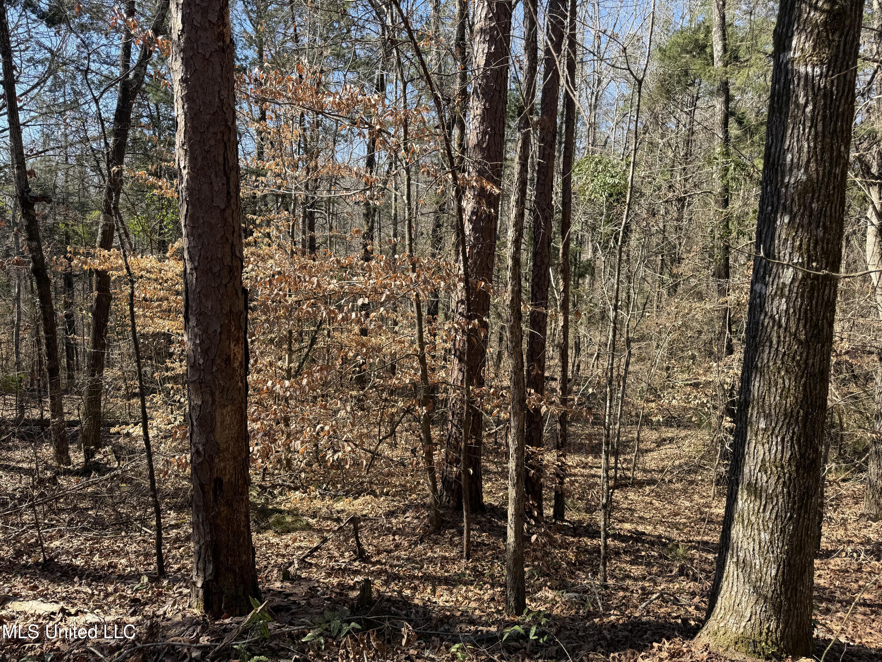 County Road 186 Property Photo 15