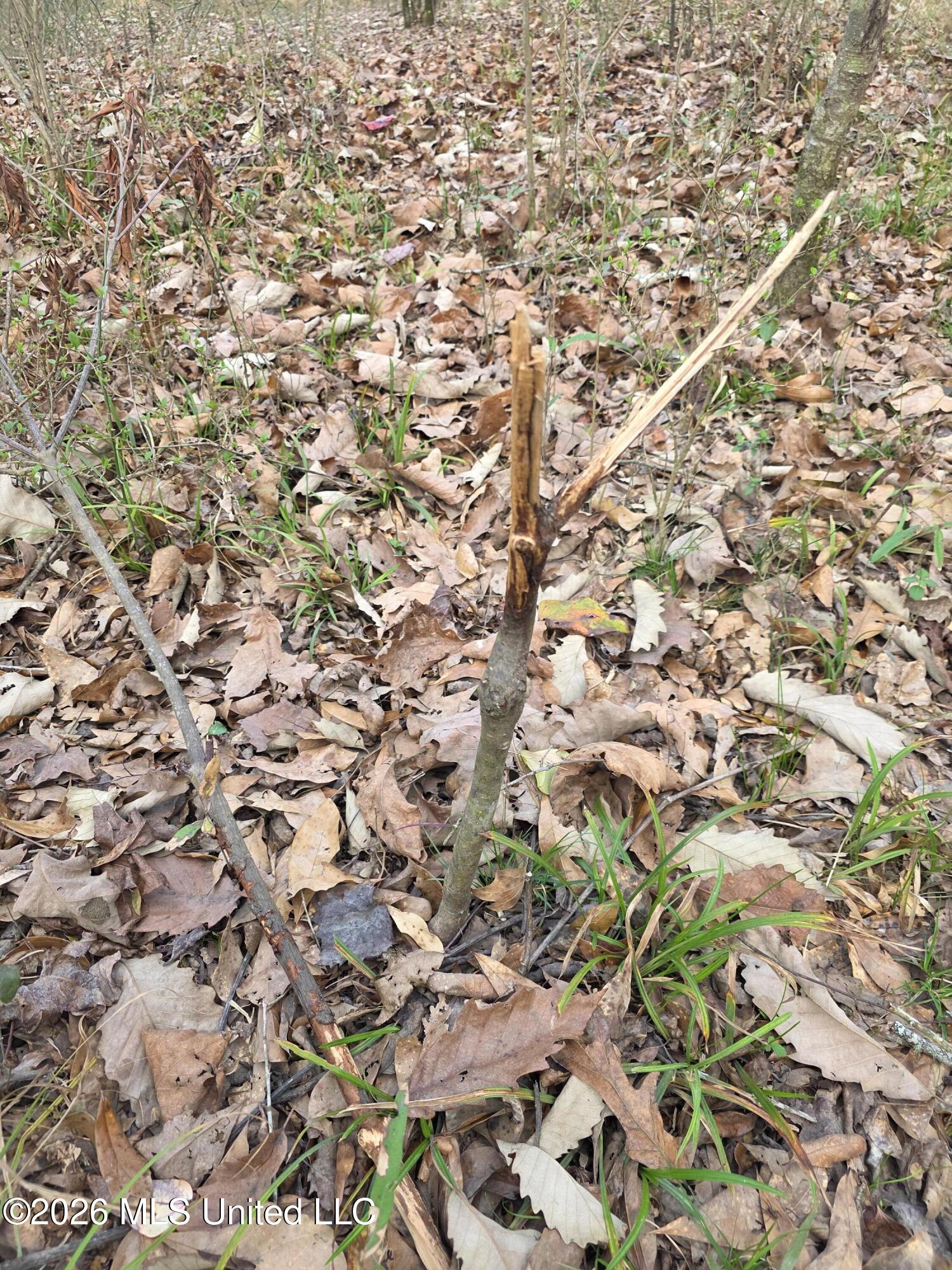 U.s. Highway 51 Property Photo 14