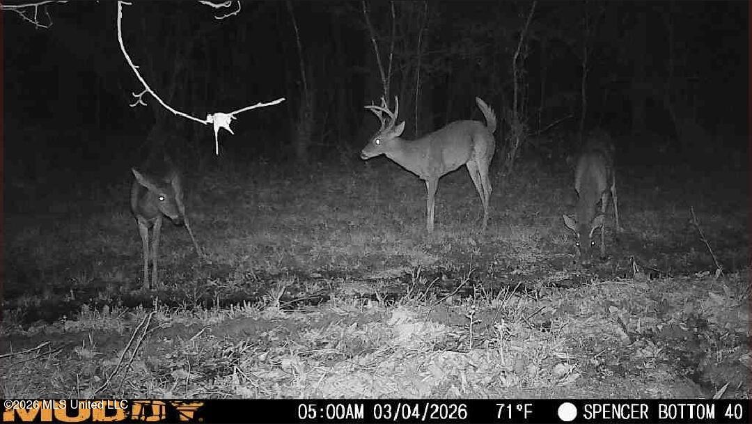 Bogue Chitto Road Property Photo 1