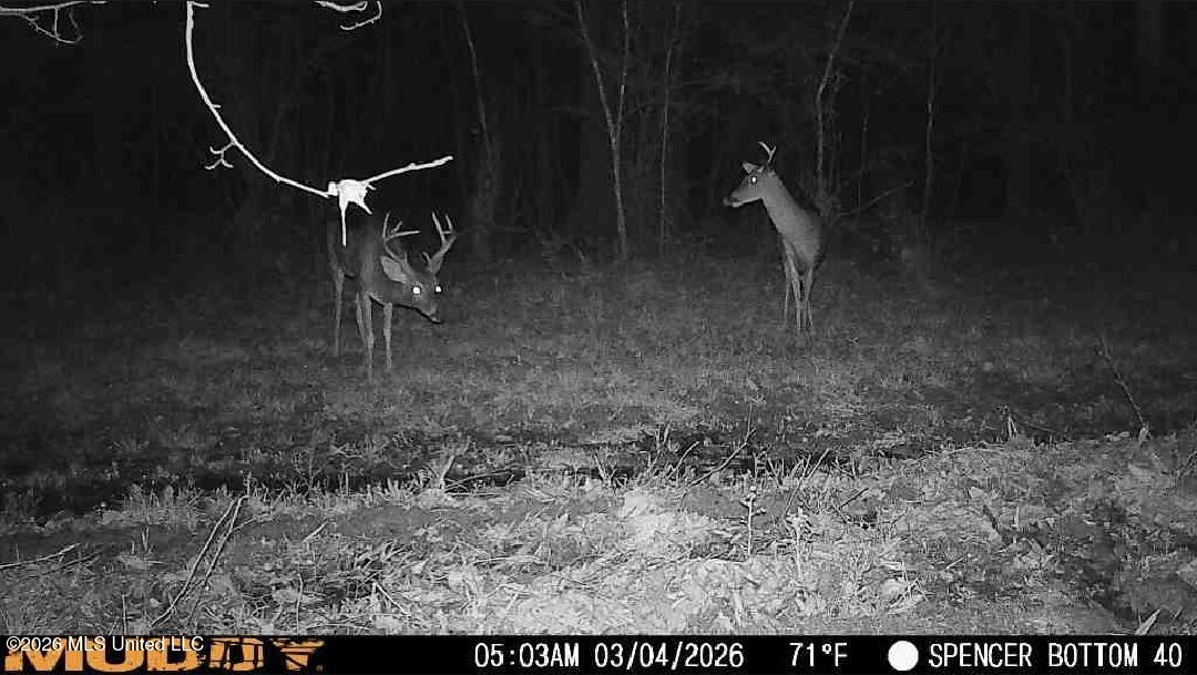 Bogue Chitto Road Property Photo 3