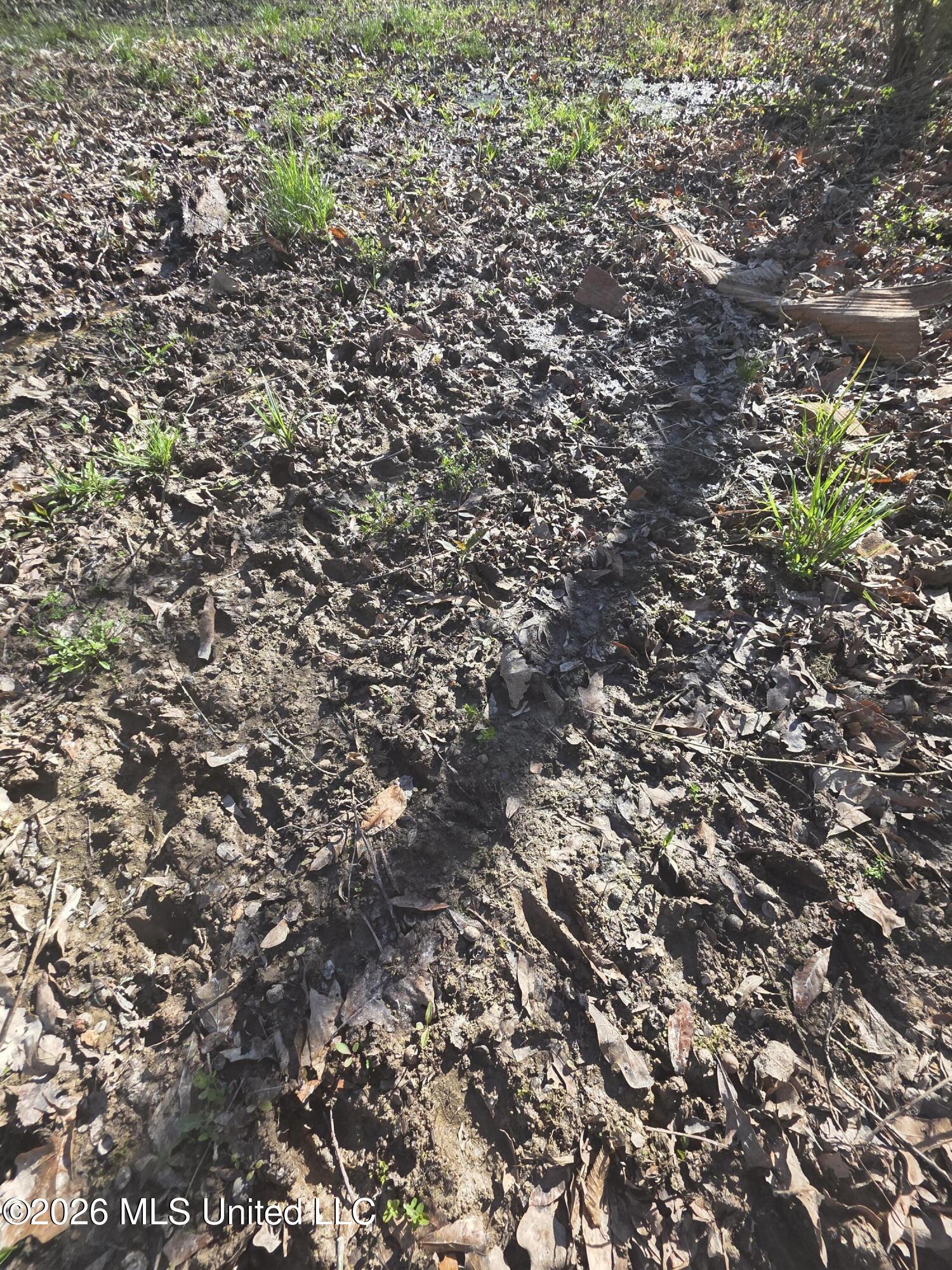 Bogue Chitto Road Property Photo 8