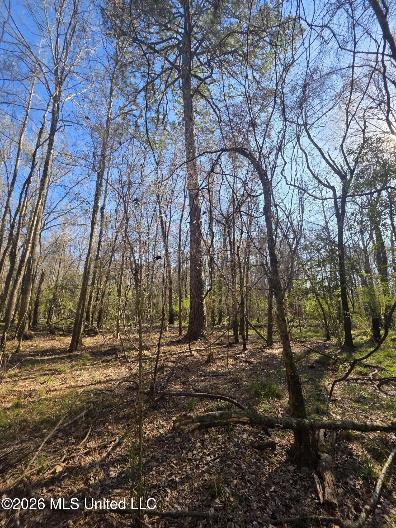 Bogue Chitto Road Property Photo 11
