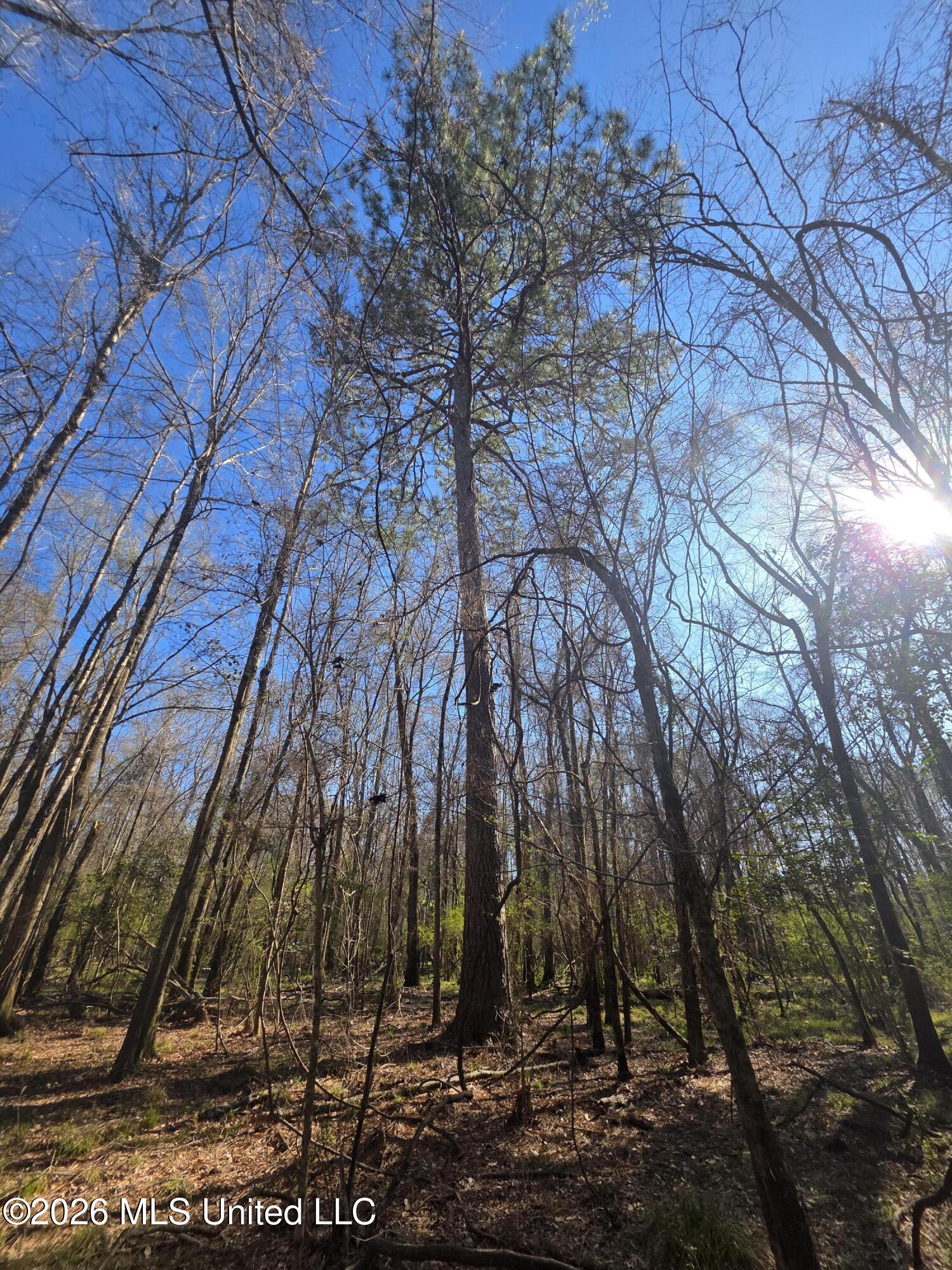 Bogue Chitto Road Property Photo 13