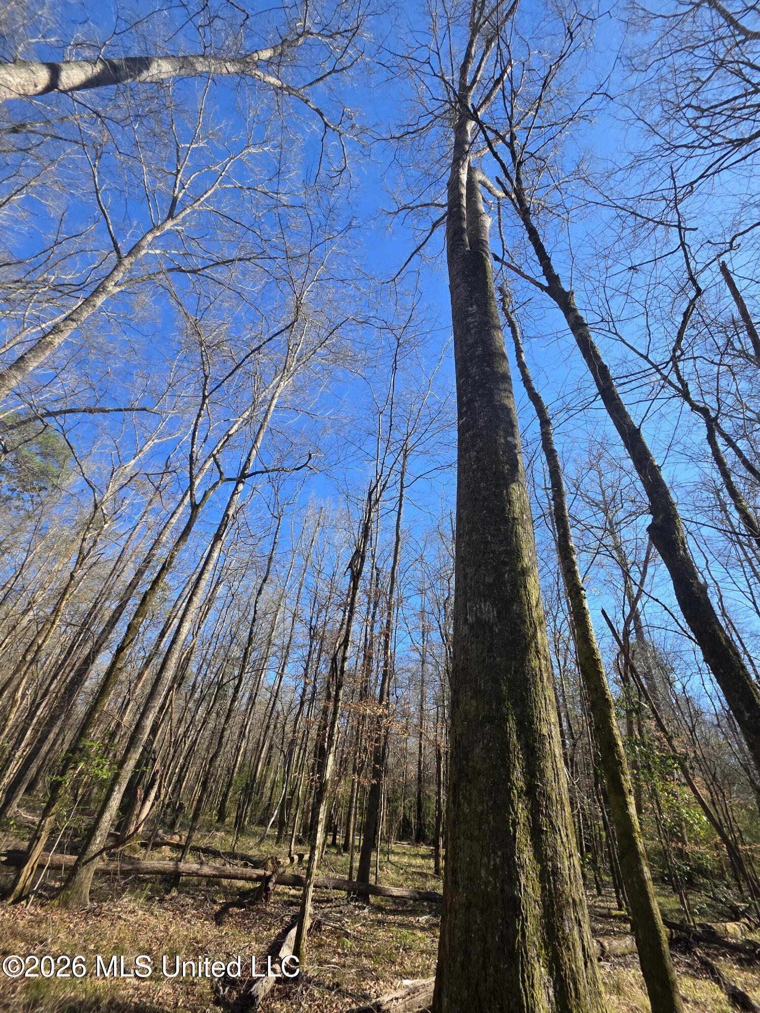 Bogue Chitto Road Property Photo 14