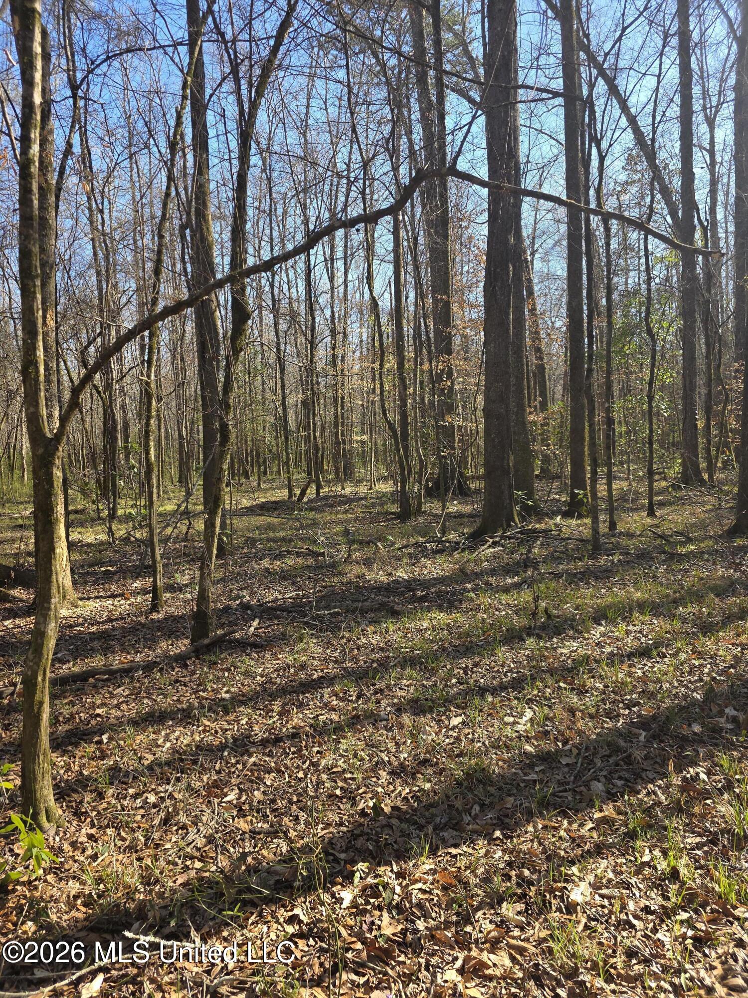 Bogue Chitto Road Property Photo 16