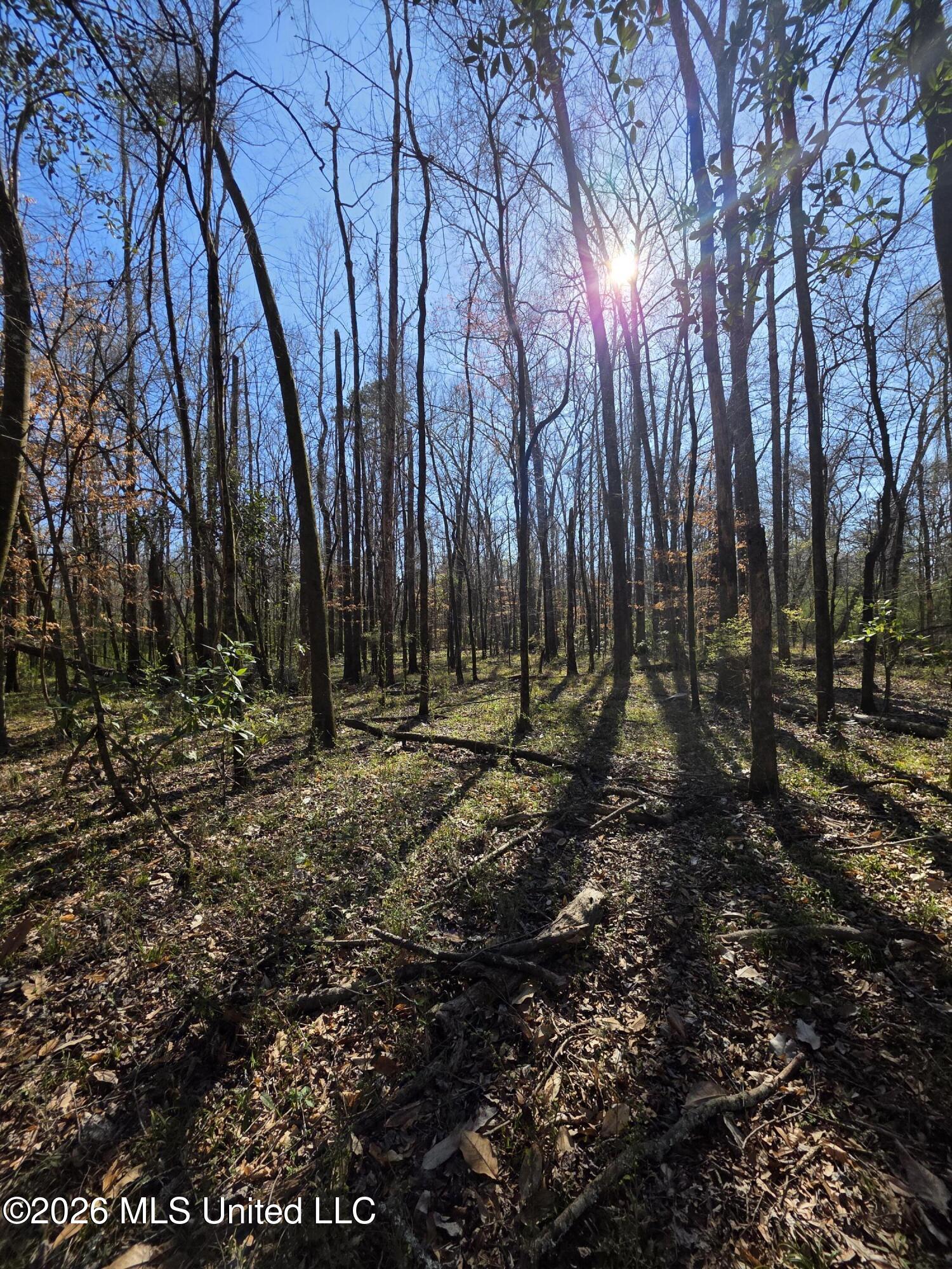 Bogue Chitto Road Property Photo 17