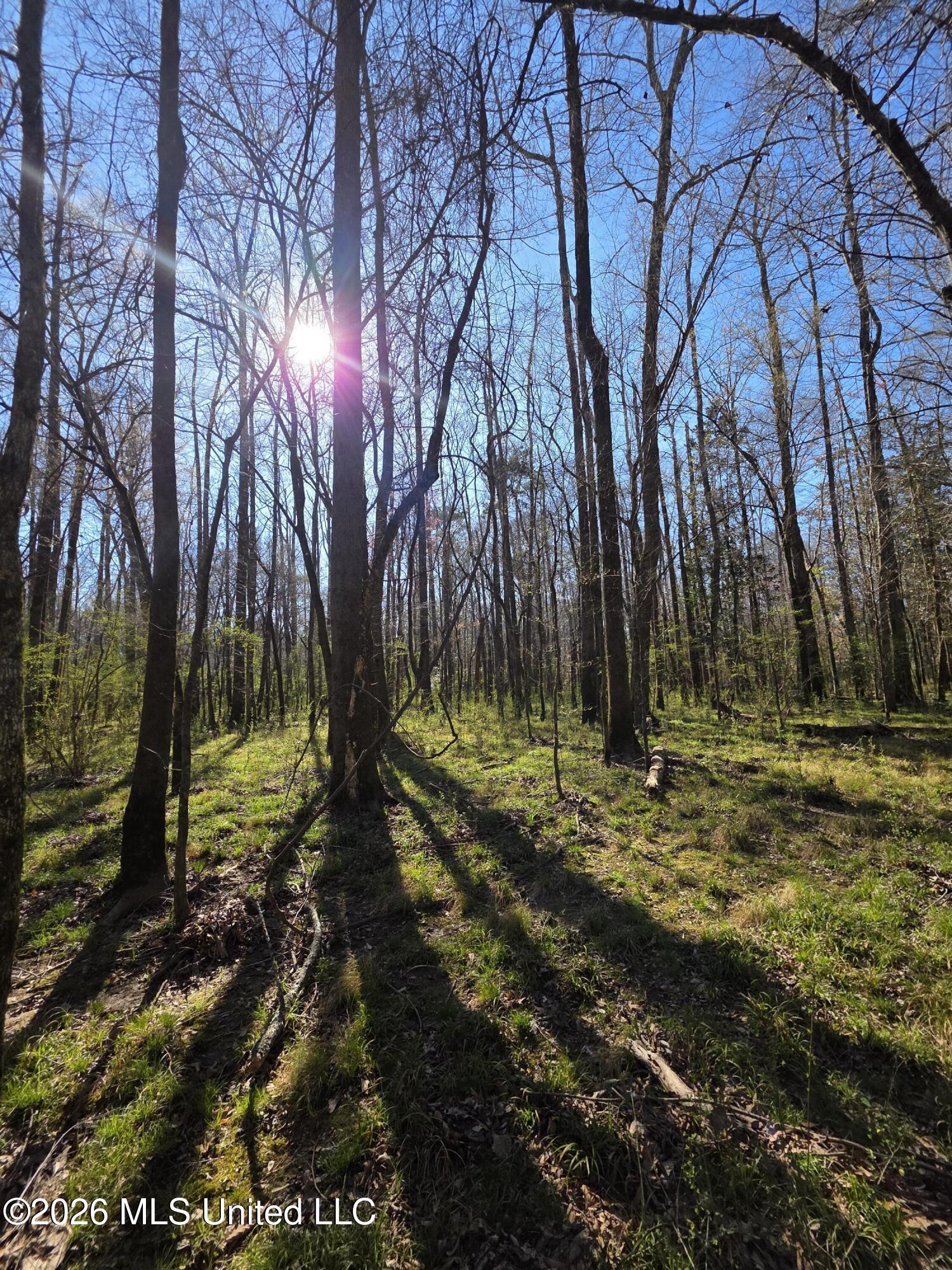 Bogue Chitto Road Property Photo 18