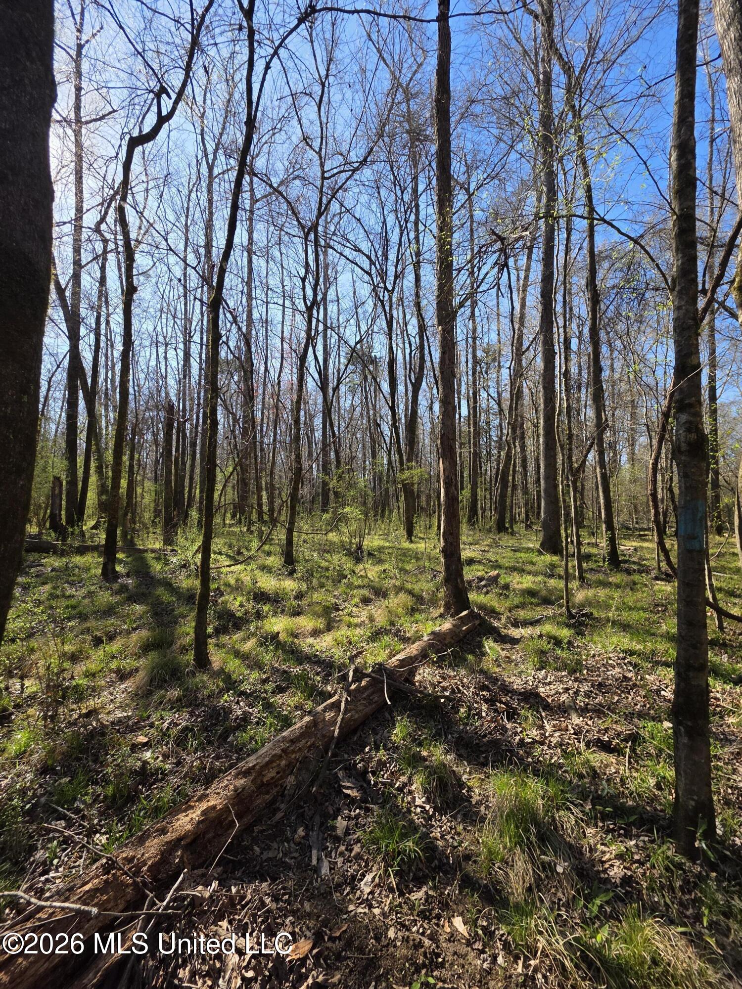 Bogue Chitto Road Property Photo 19