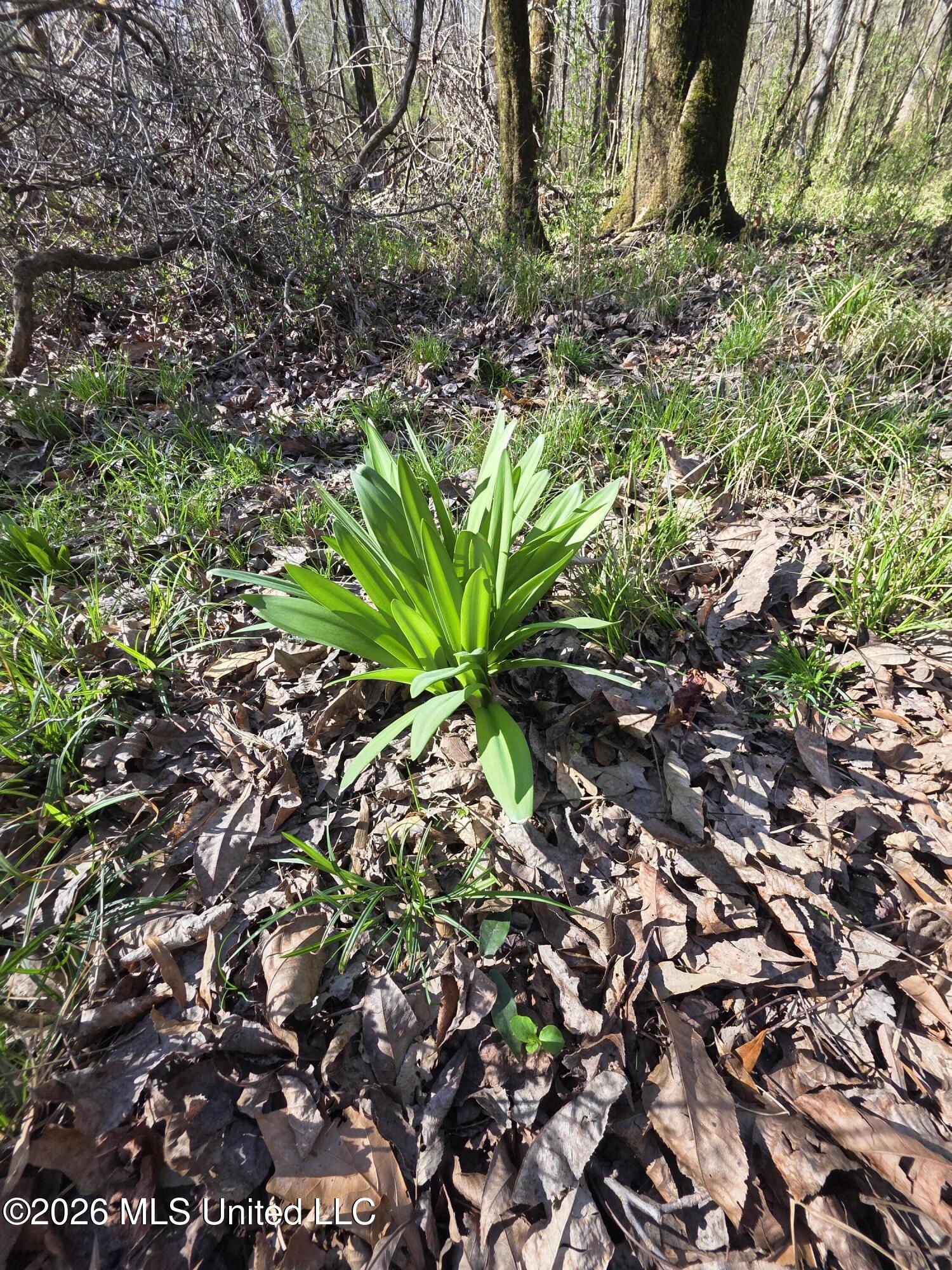 Bogue Chitto Road Property Photo 20