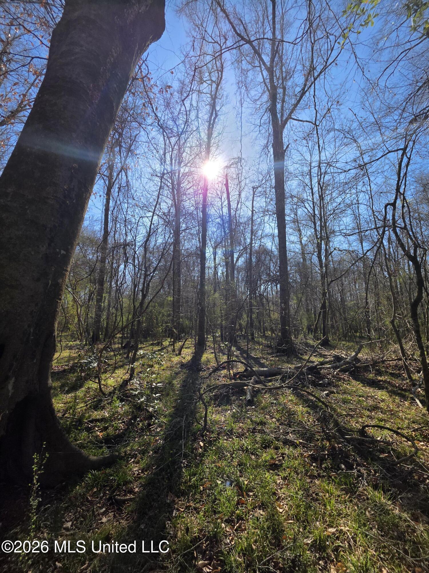 Bogue Chitto Road Property Photo 21