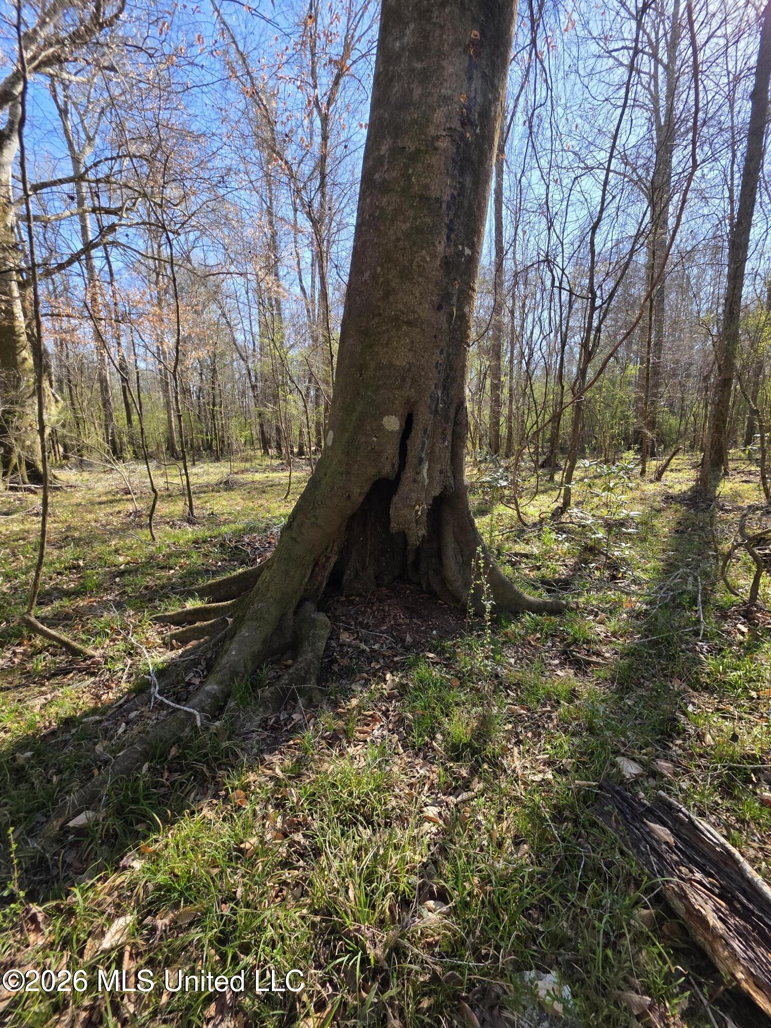 Bogue Chitto Road Property Photo 23