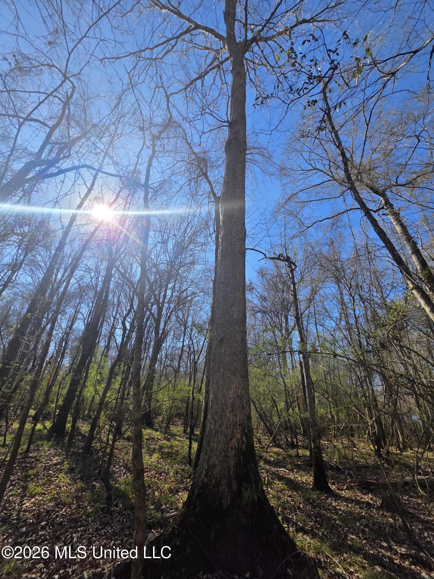 Bogue Chitto Road Property Photo 28