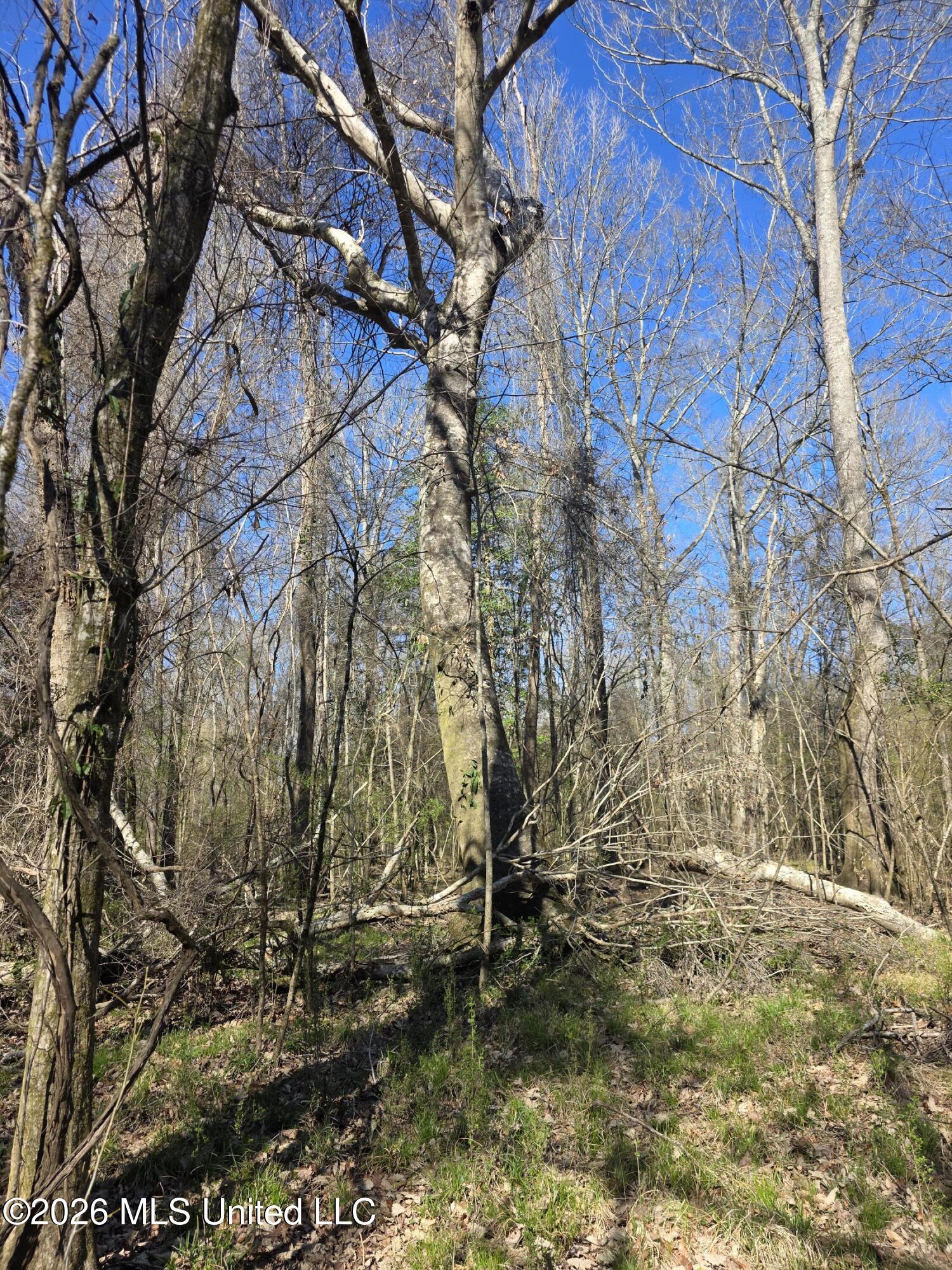 Bogue Chitto Road Property Photo 29