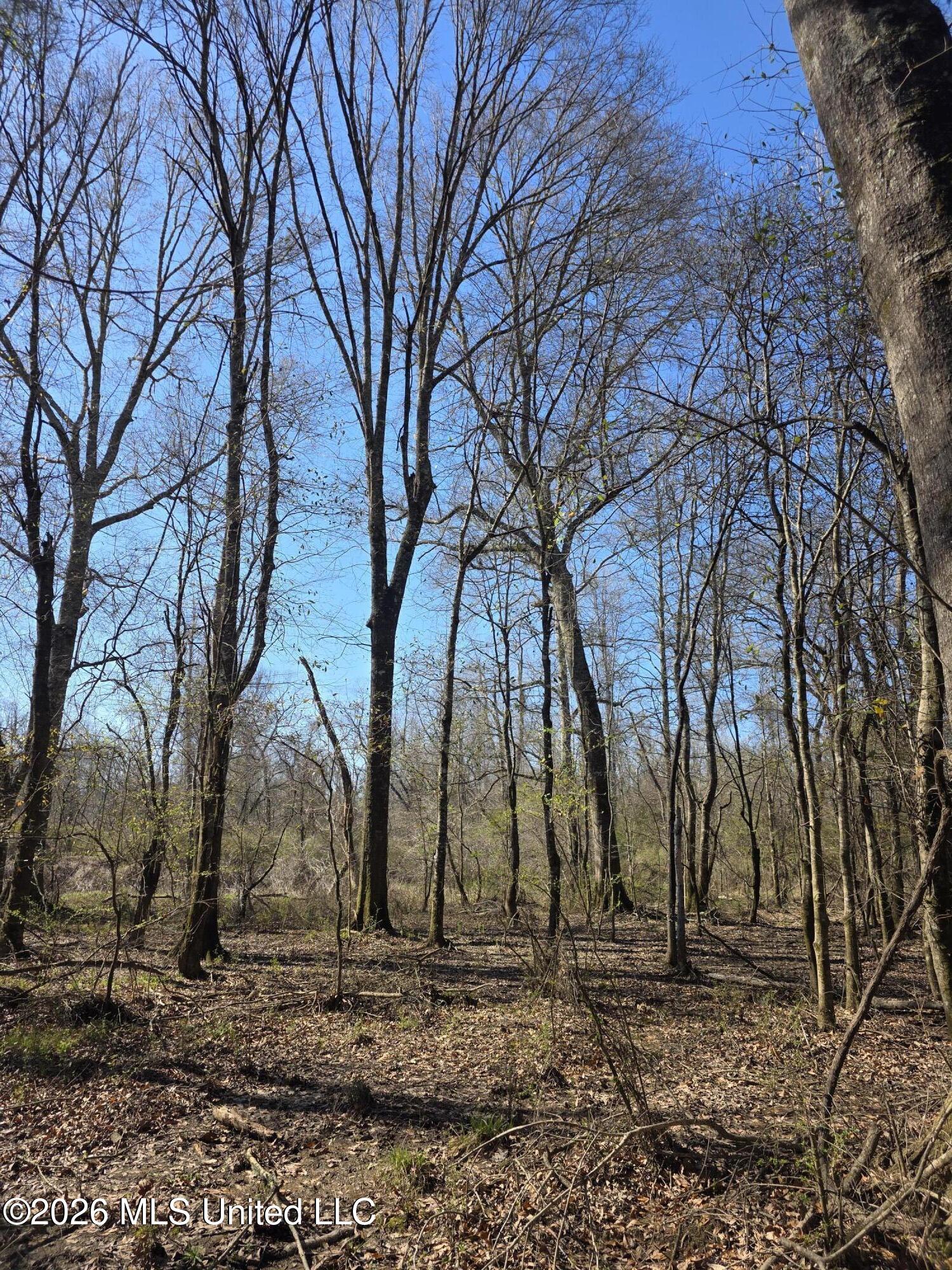 Bogue Chitto Road Property Photo 31