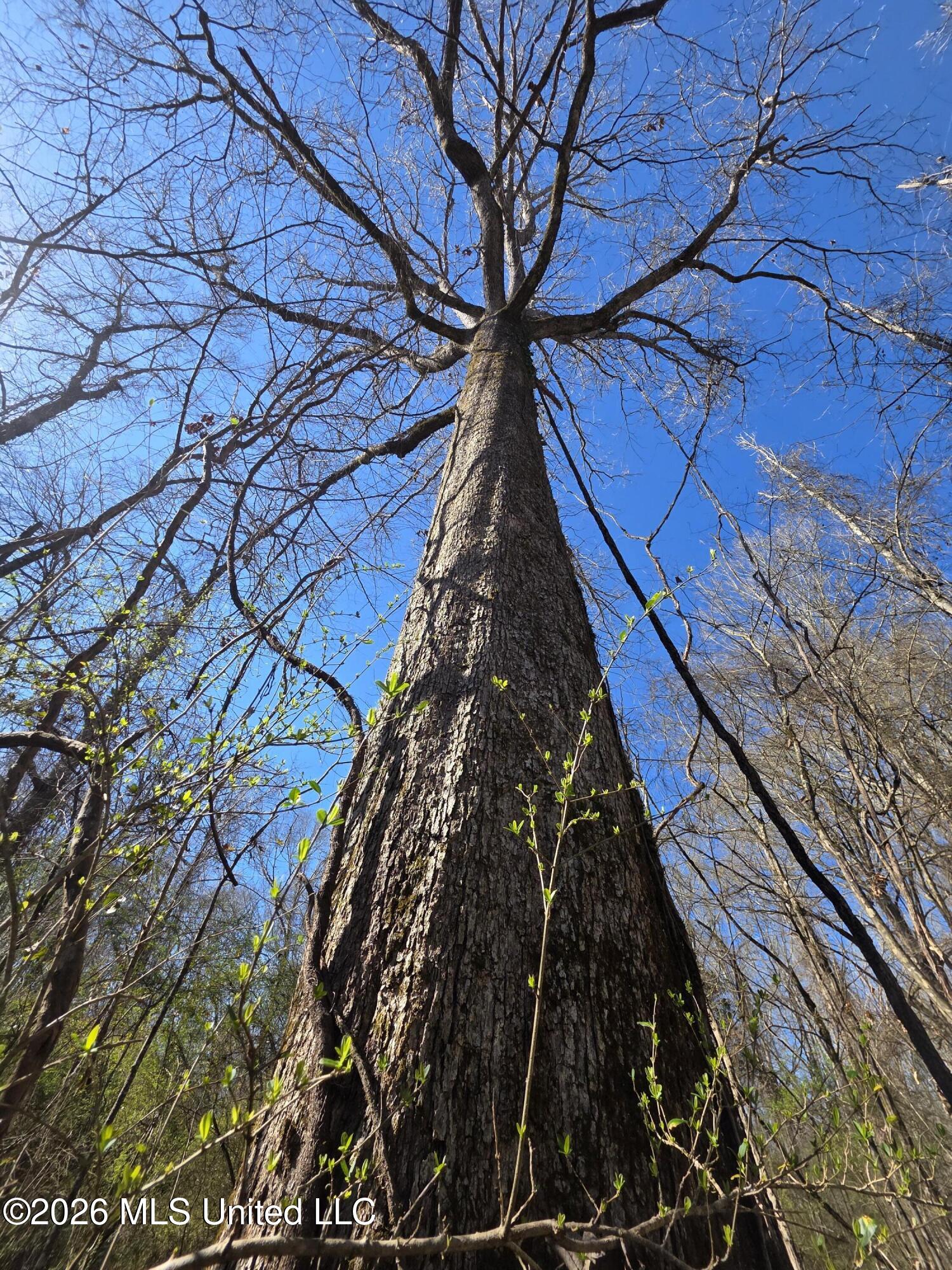 Bogue Chitto Road Property Photo 32