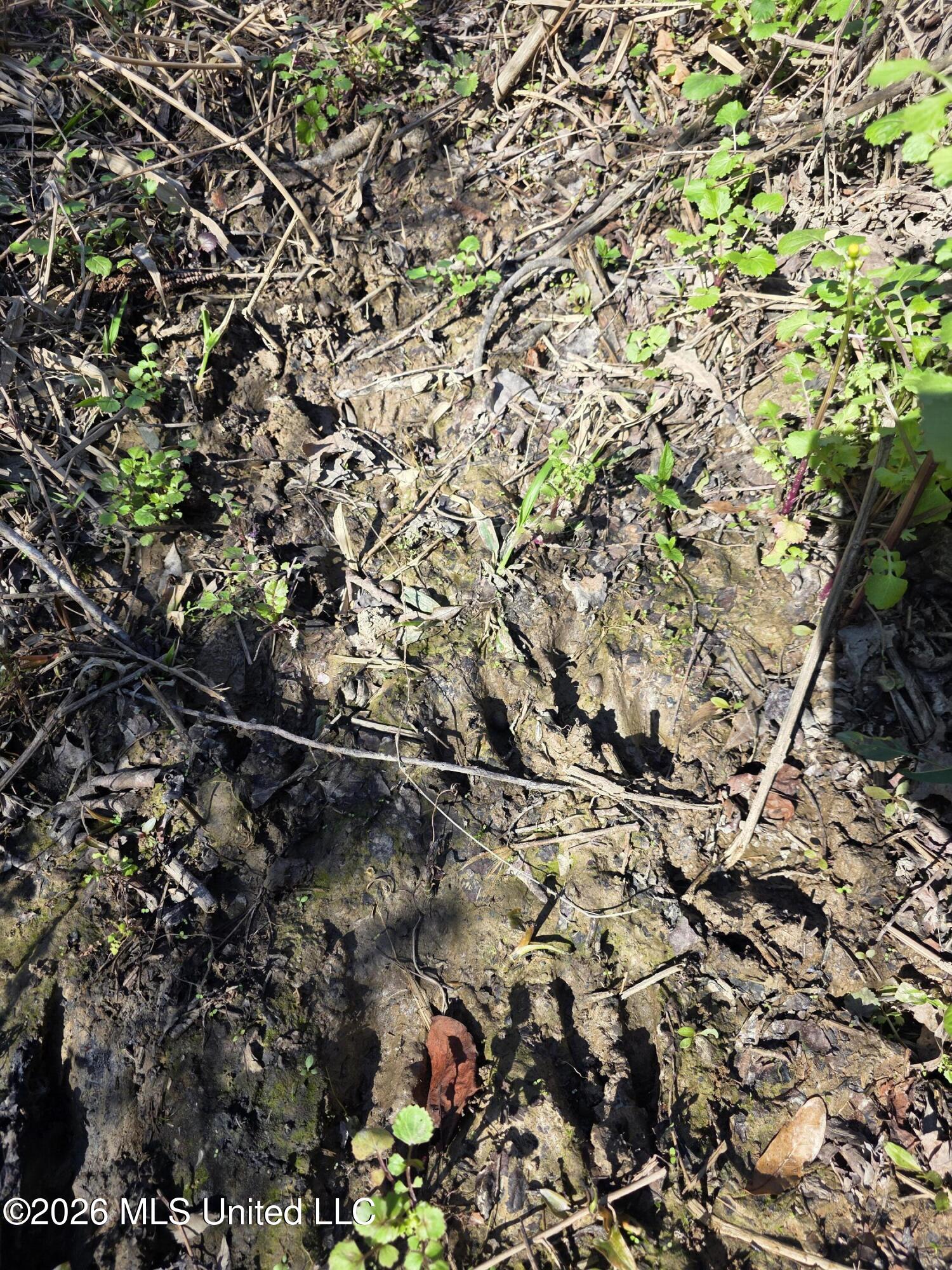 Bogue Chitto Road Property Photo 33