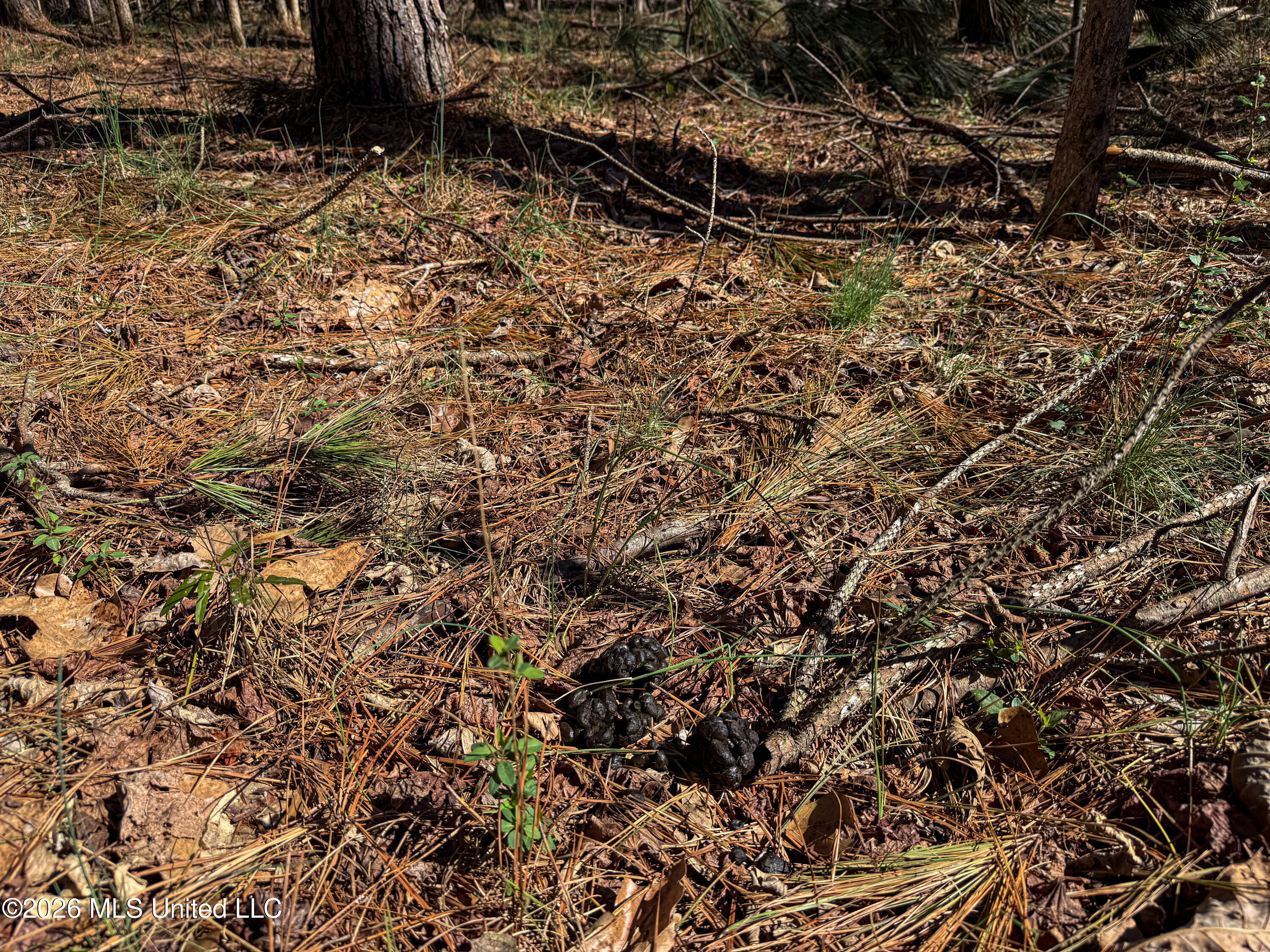 Ms-9 Property Photo 20
