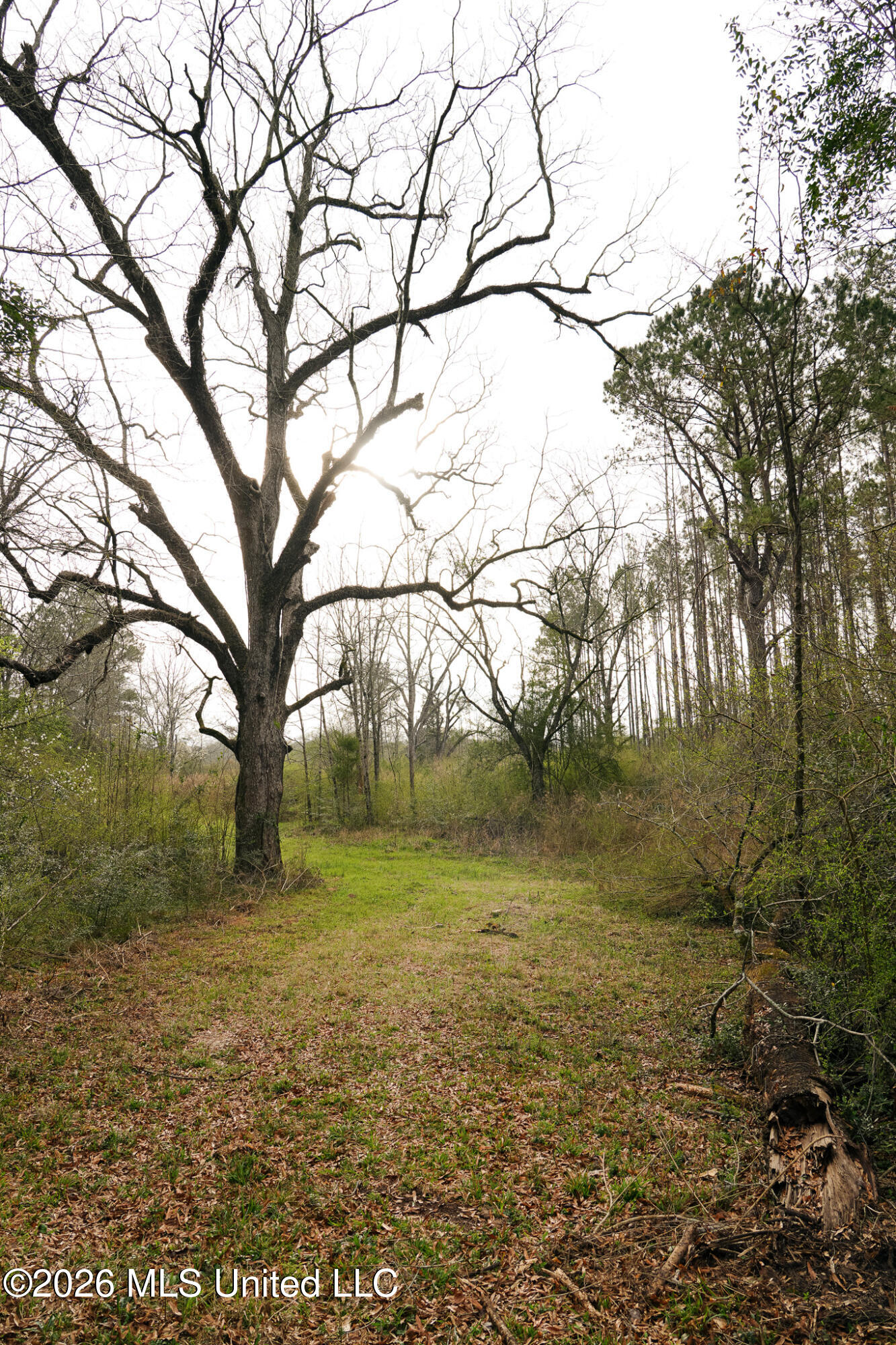 Frog Ridge Road Property Photo 8