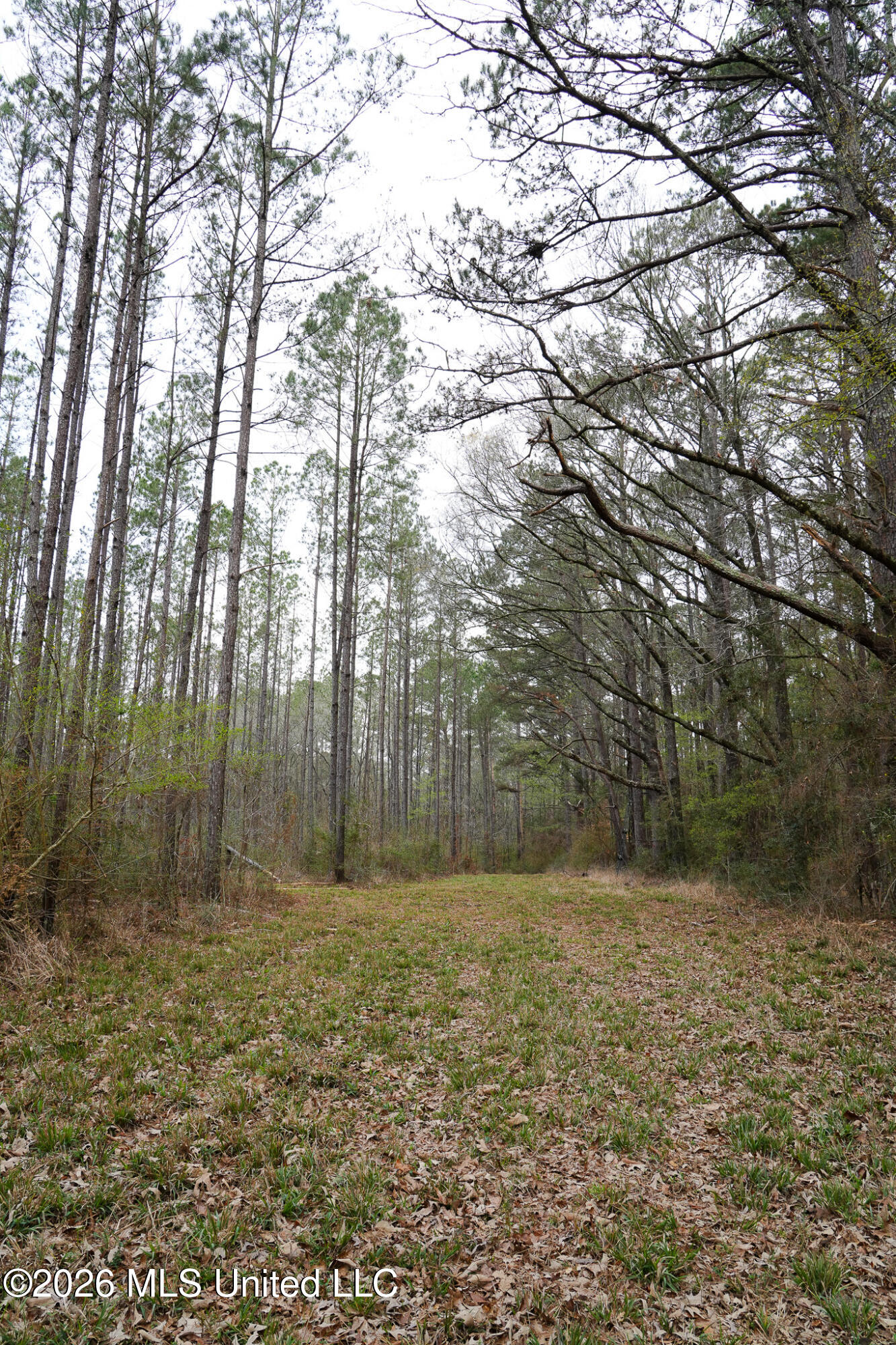 Frog Ridge Road Property Photo 14