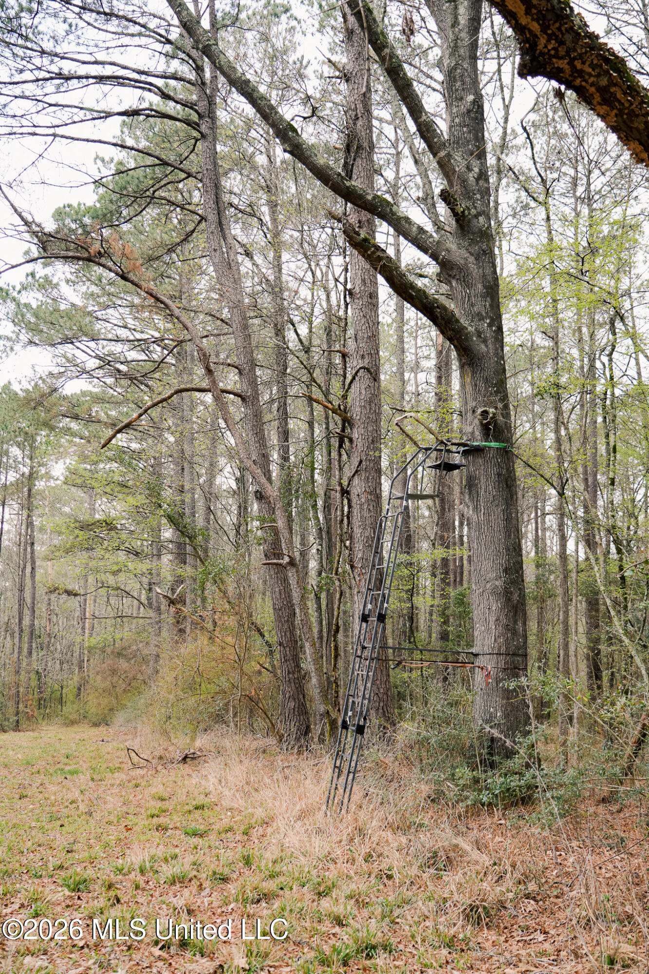 Frog Ridge Road Property Photo 15