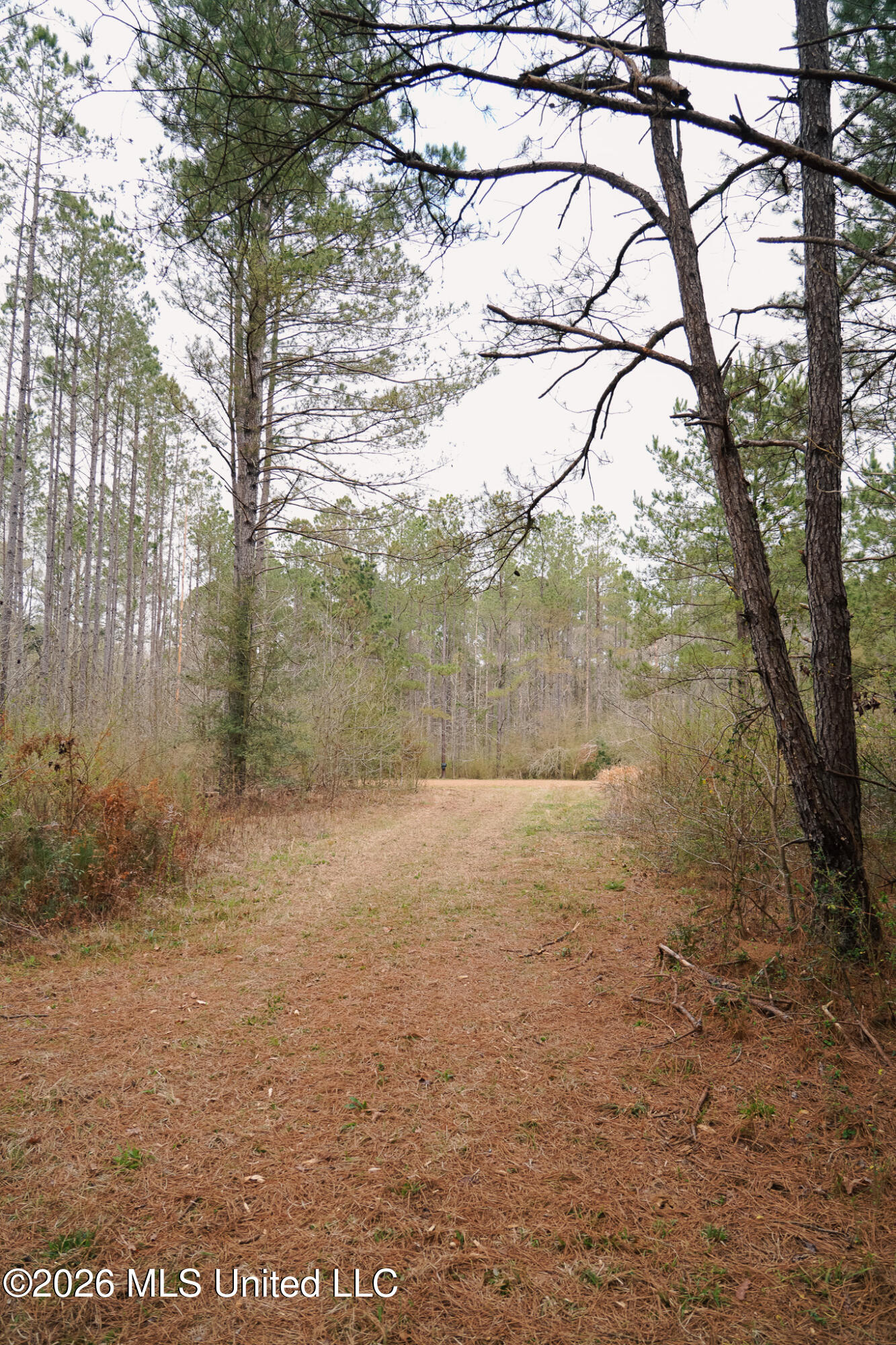 Frog Ridge Road Property Photo 21