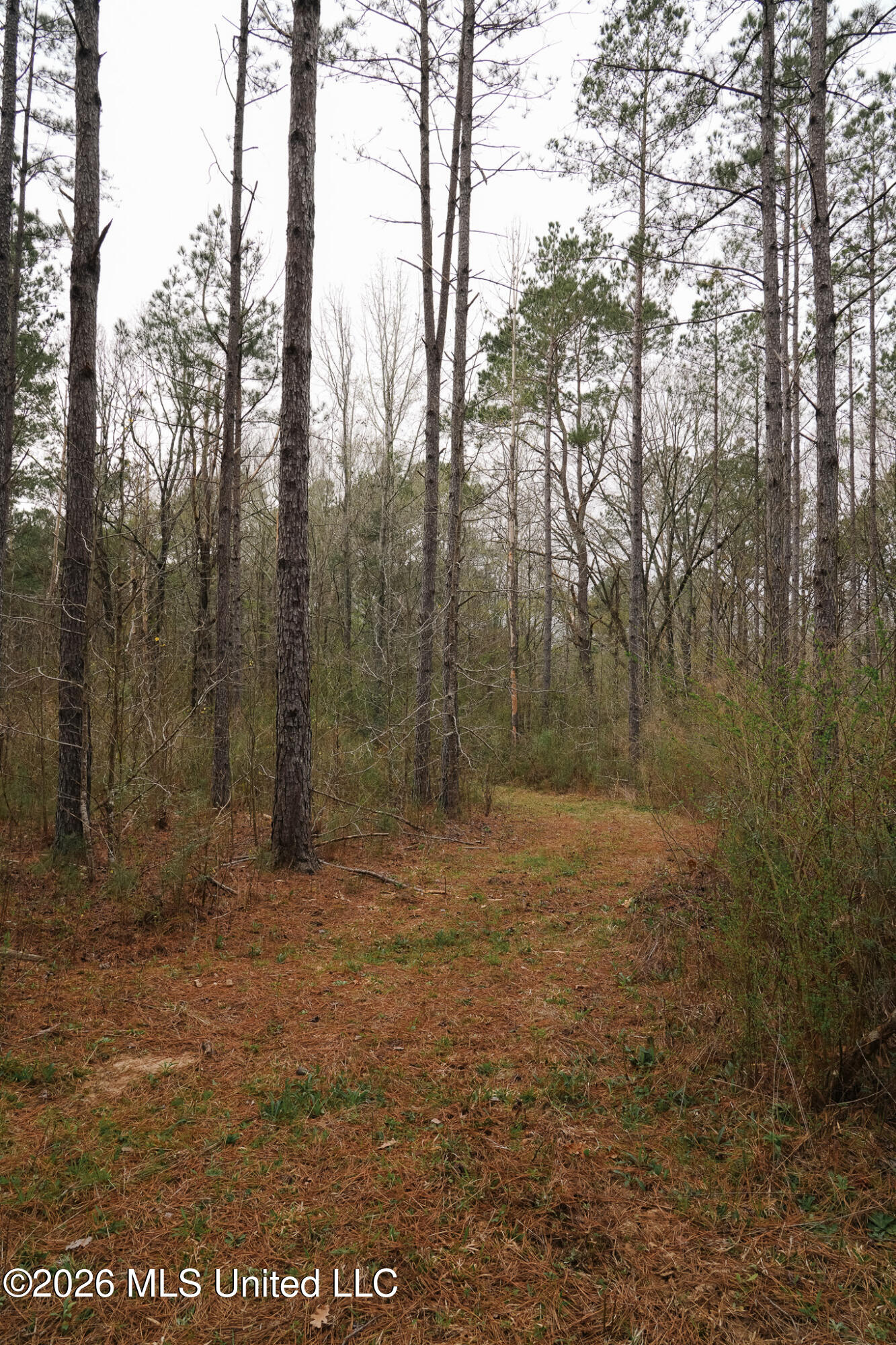 Frog Ridge Road Property Photo 24