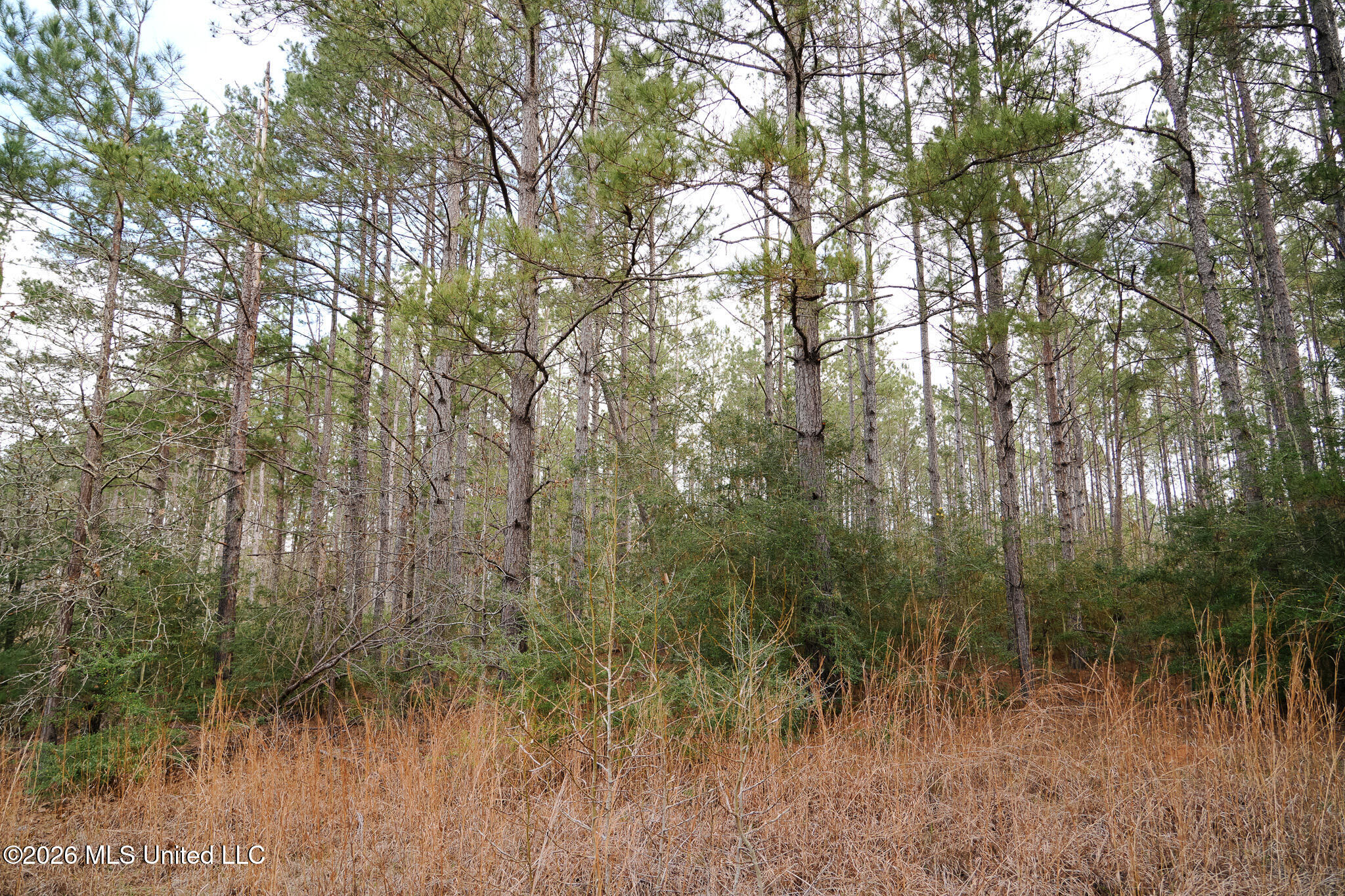 Frog Ridge Road Property Photo 45