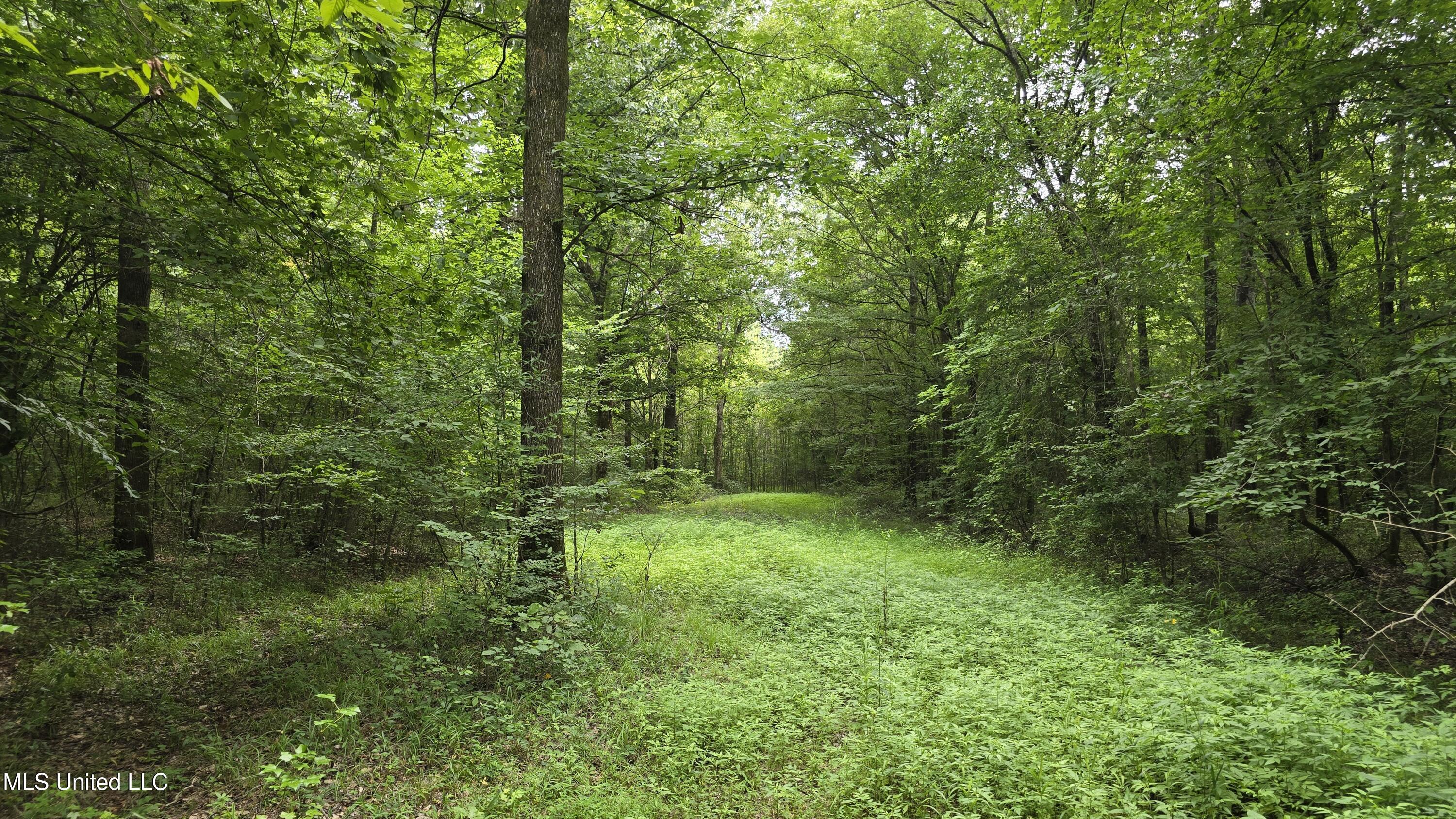 Pearson Road Property Photo 6