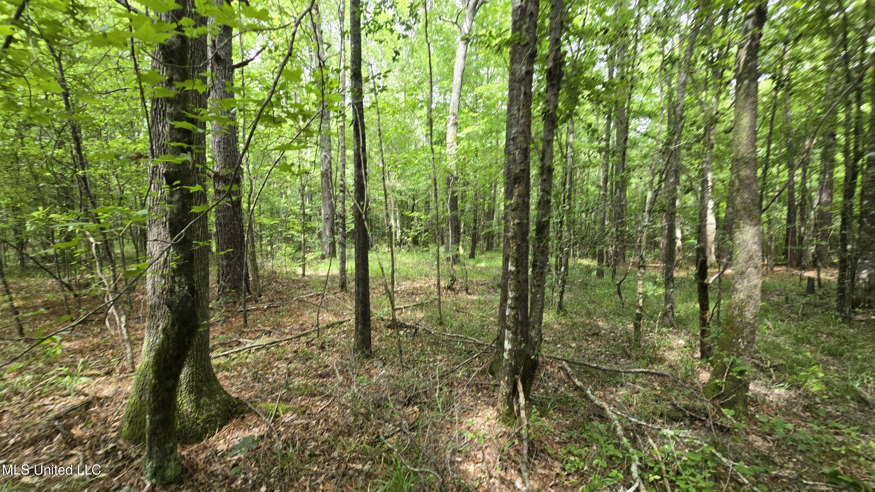 Pearson Road Property Photo 13