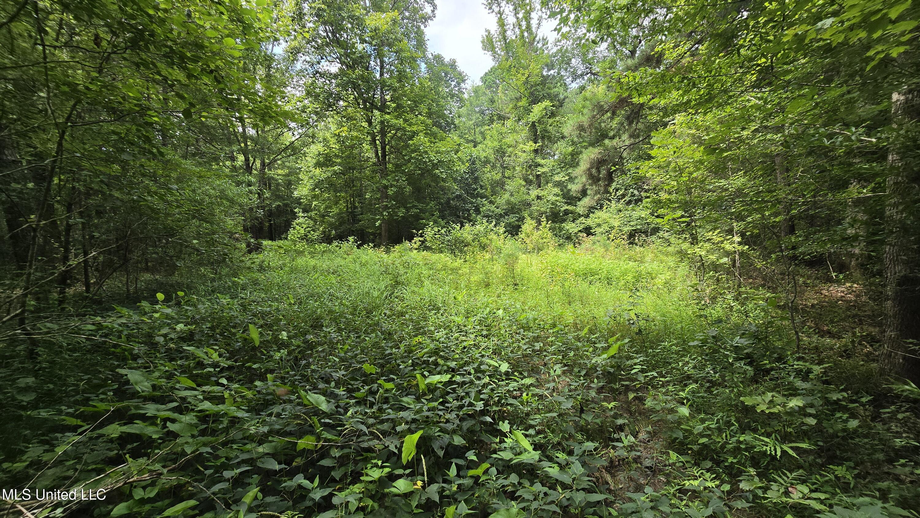 Pearson Road Property Photo 15