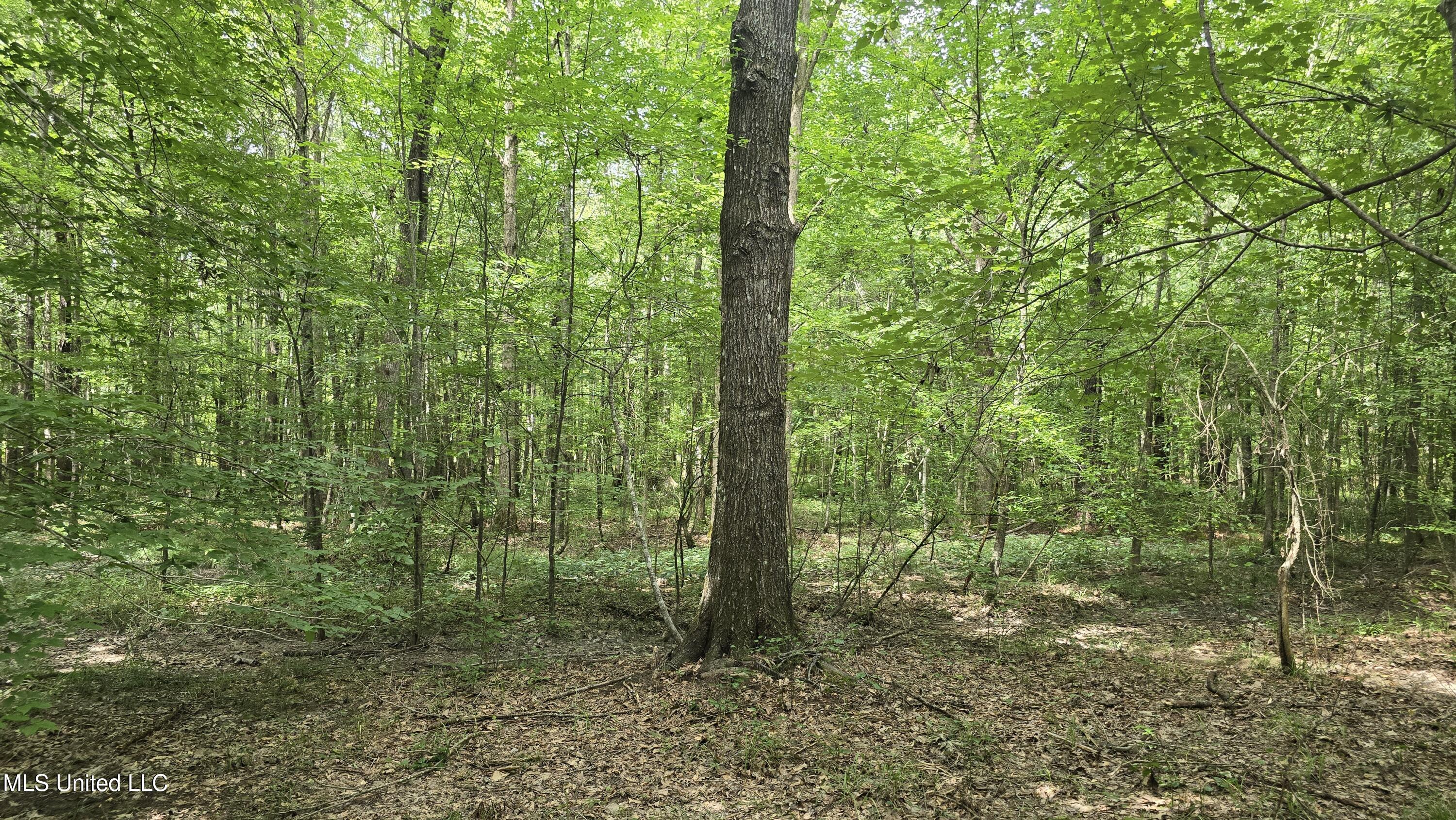 Pearson Road Property Photo 18