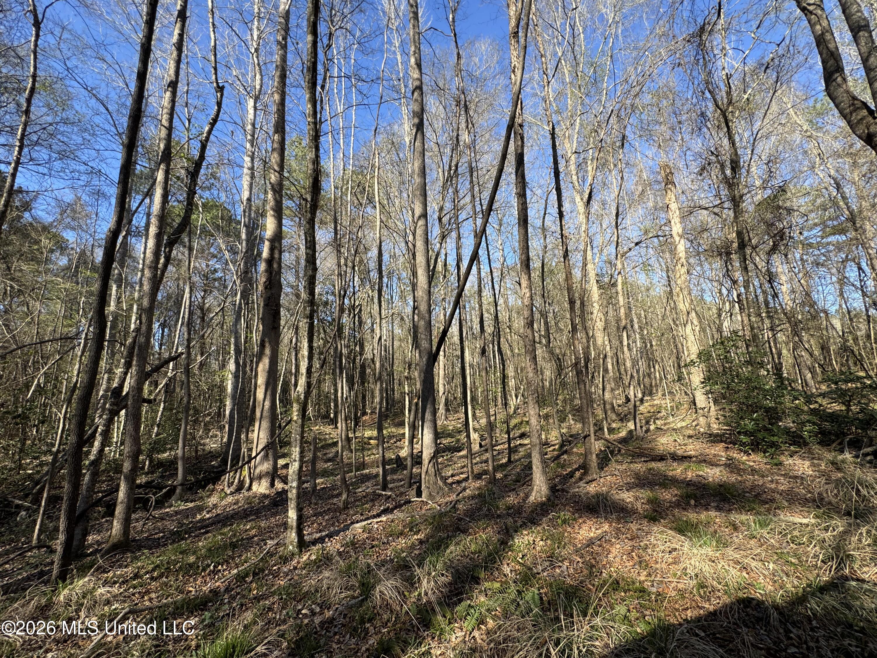 29 Sontag-nola Road Property Photo 65