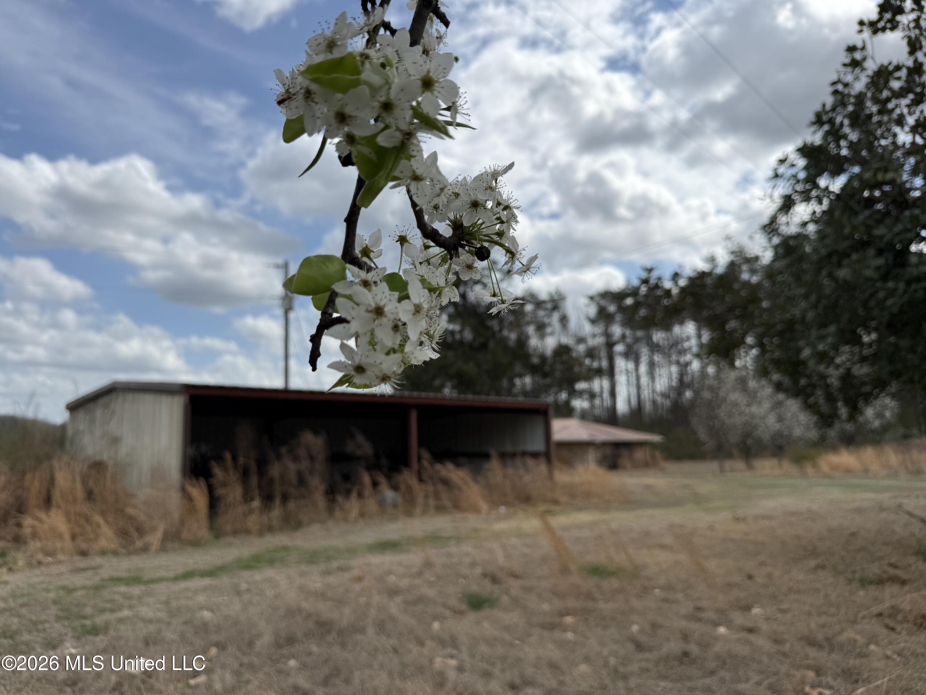 2384 Highway 51 Property Photo 22