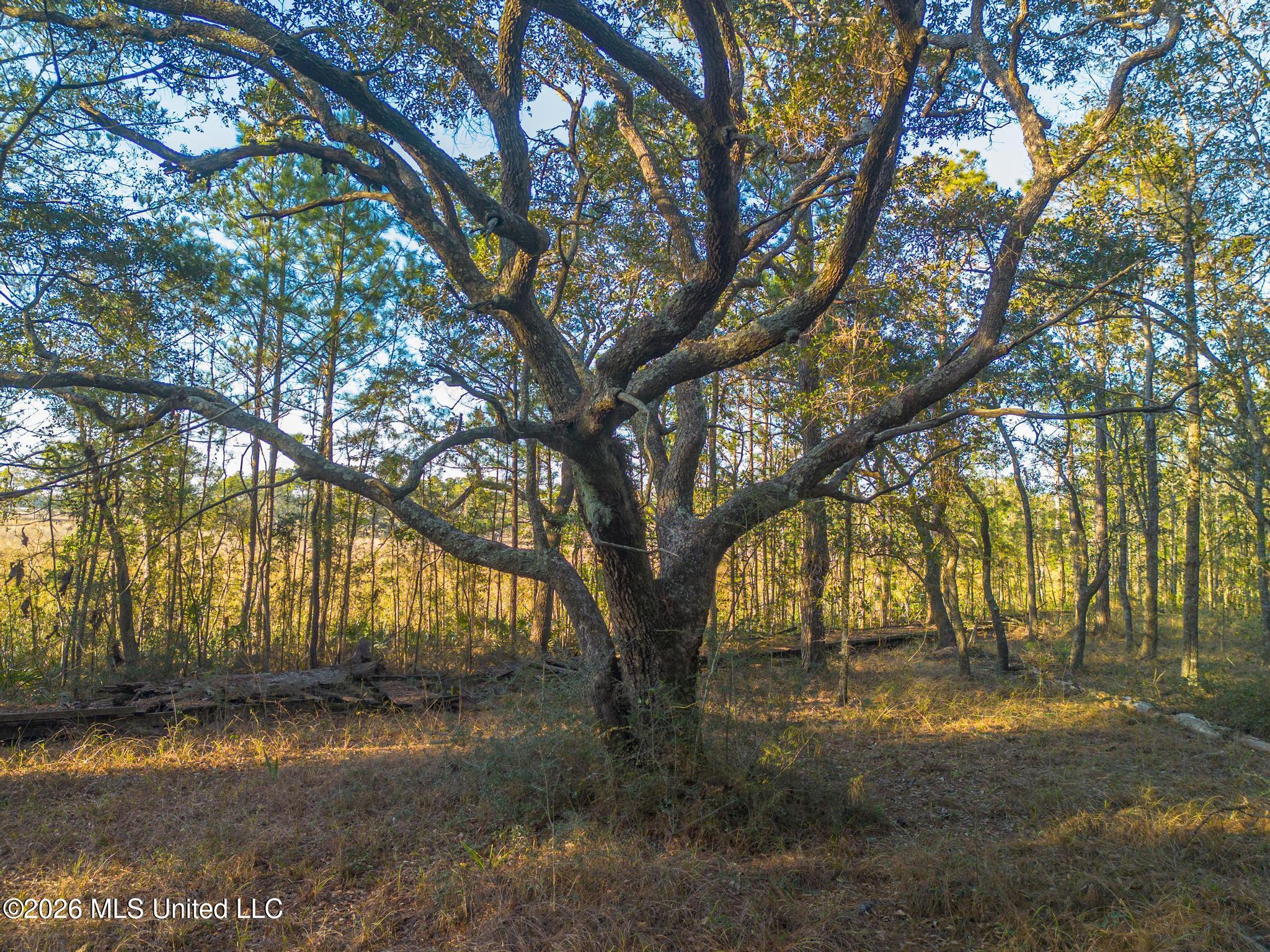 14.96 Acres Arcadia Farm Road Property Photo 5